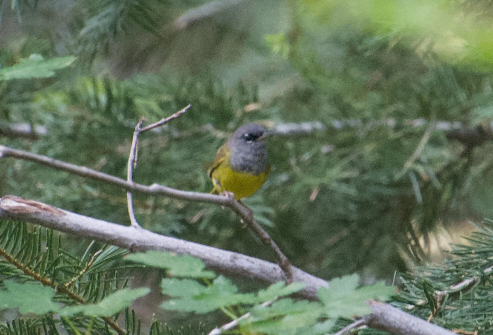 MGWA_CarsonRange_20210706 - 1.jpeg