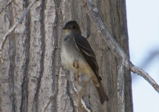 WEWP_Pahranagat_20210514 - 2.jpeg