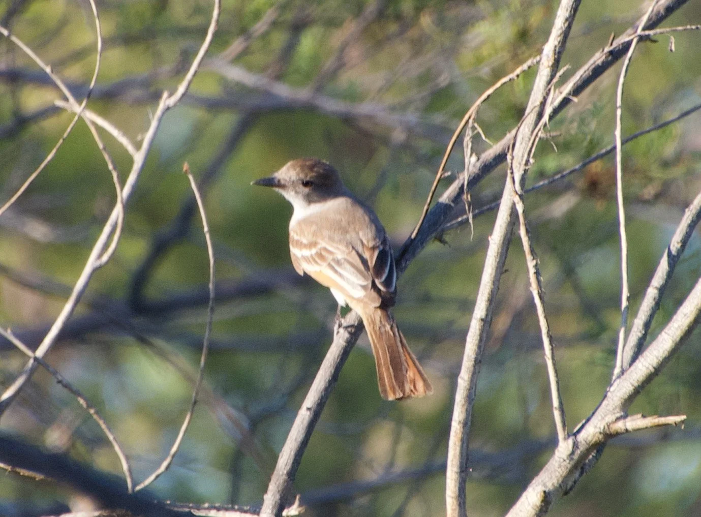 ATFL_LVWash_20210628 - 1.jpeg