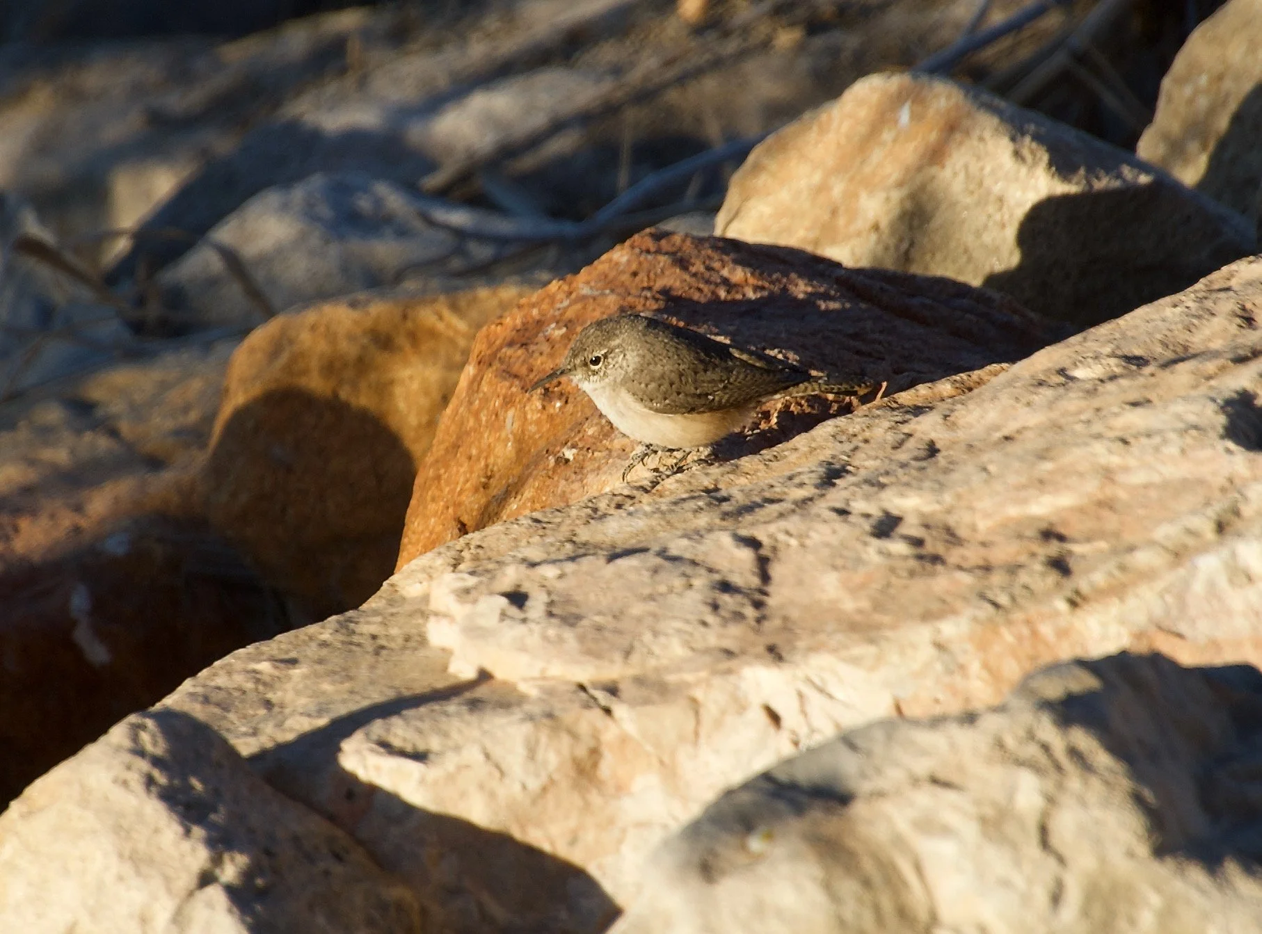 ROWR_LVWash_20210302 - 3.jpeg