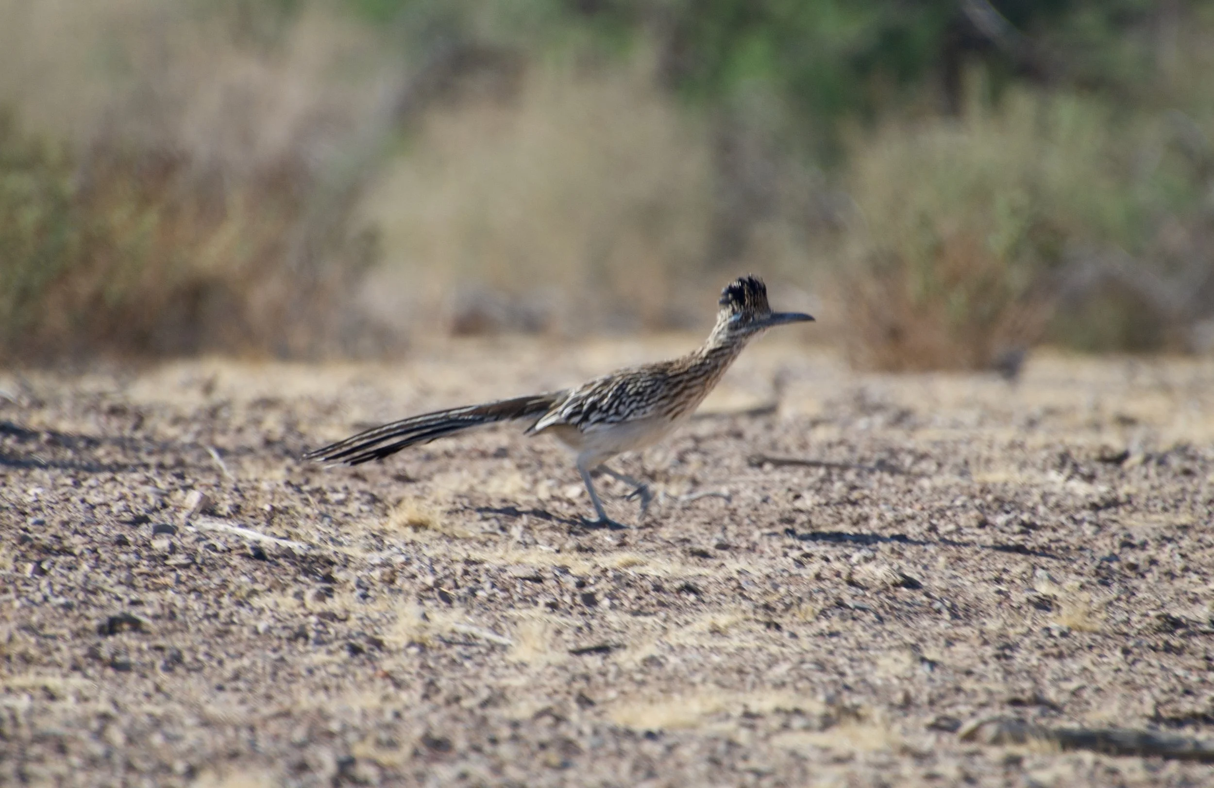 GRRO_LVwash_20210329 - 6.jpeg