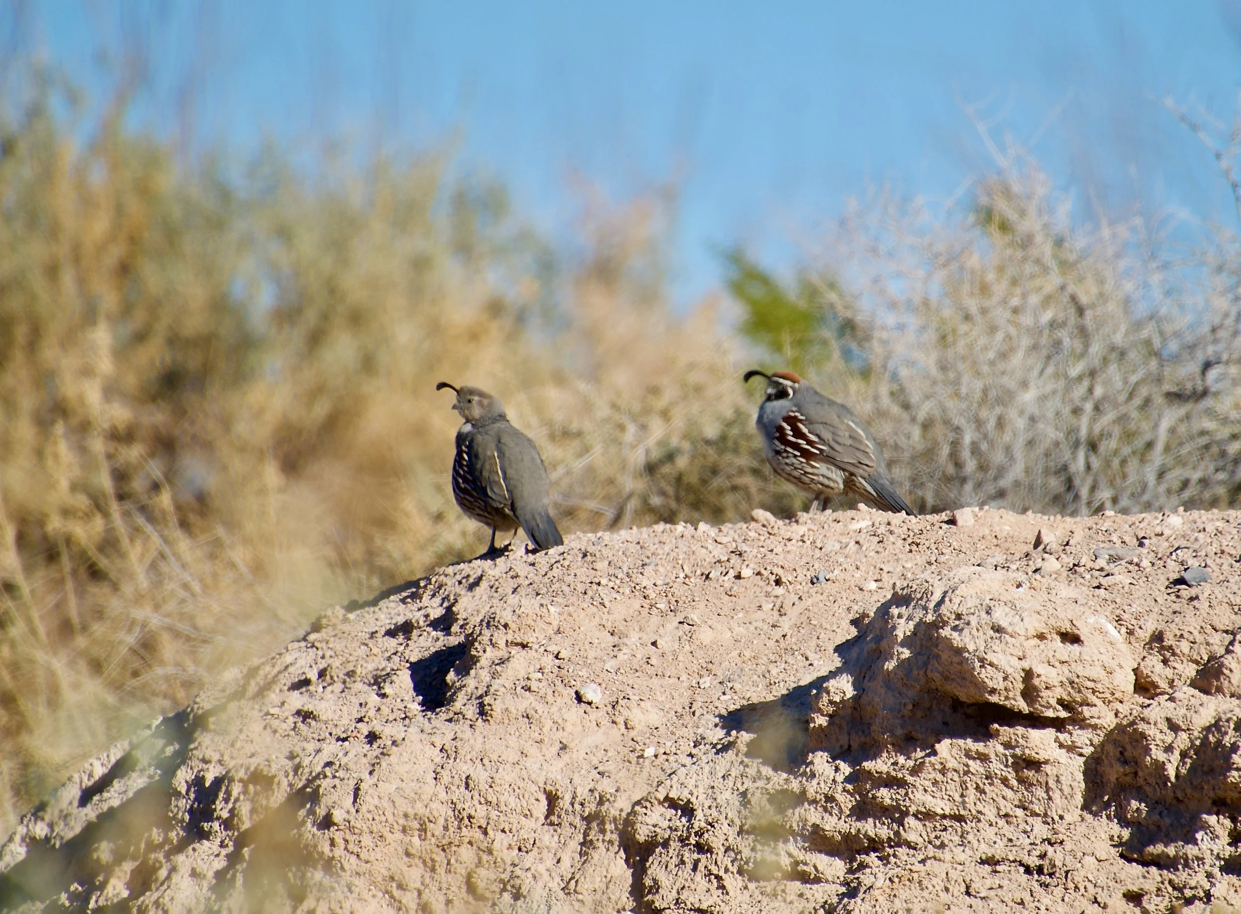 GAQU_LVWash_20210301 - 2.jpeg