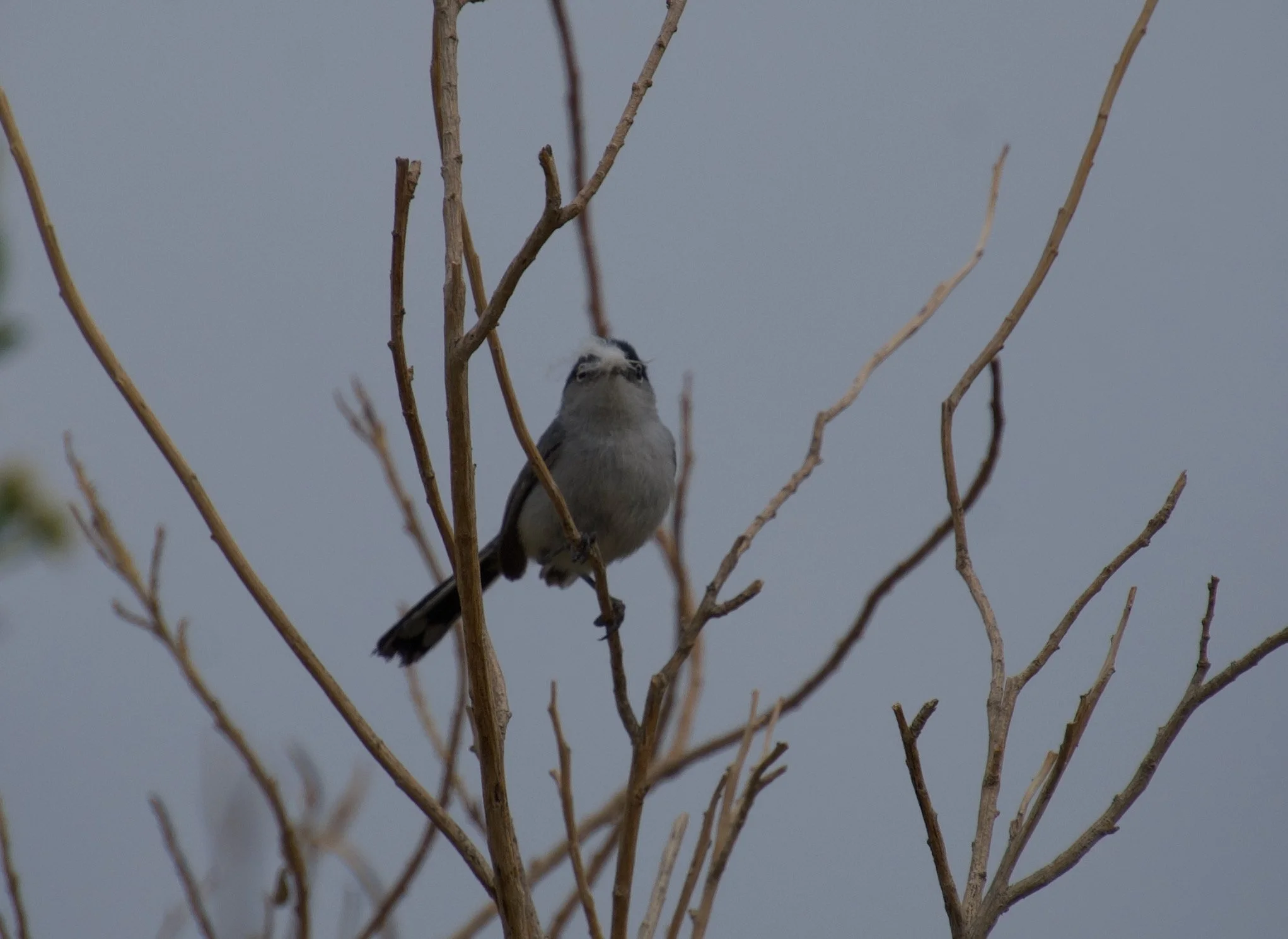 BTGN_Pabco_20210426 - 1.jpeg