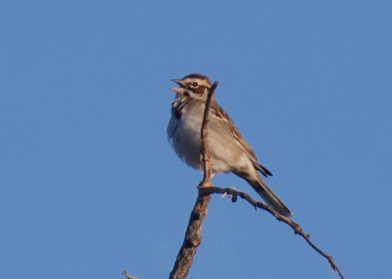 LASP_NC8_20210624 - 1.jpeg