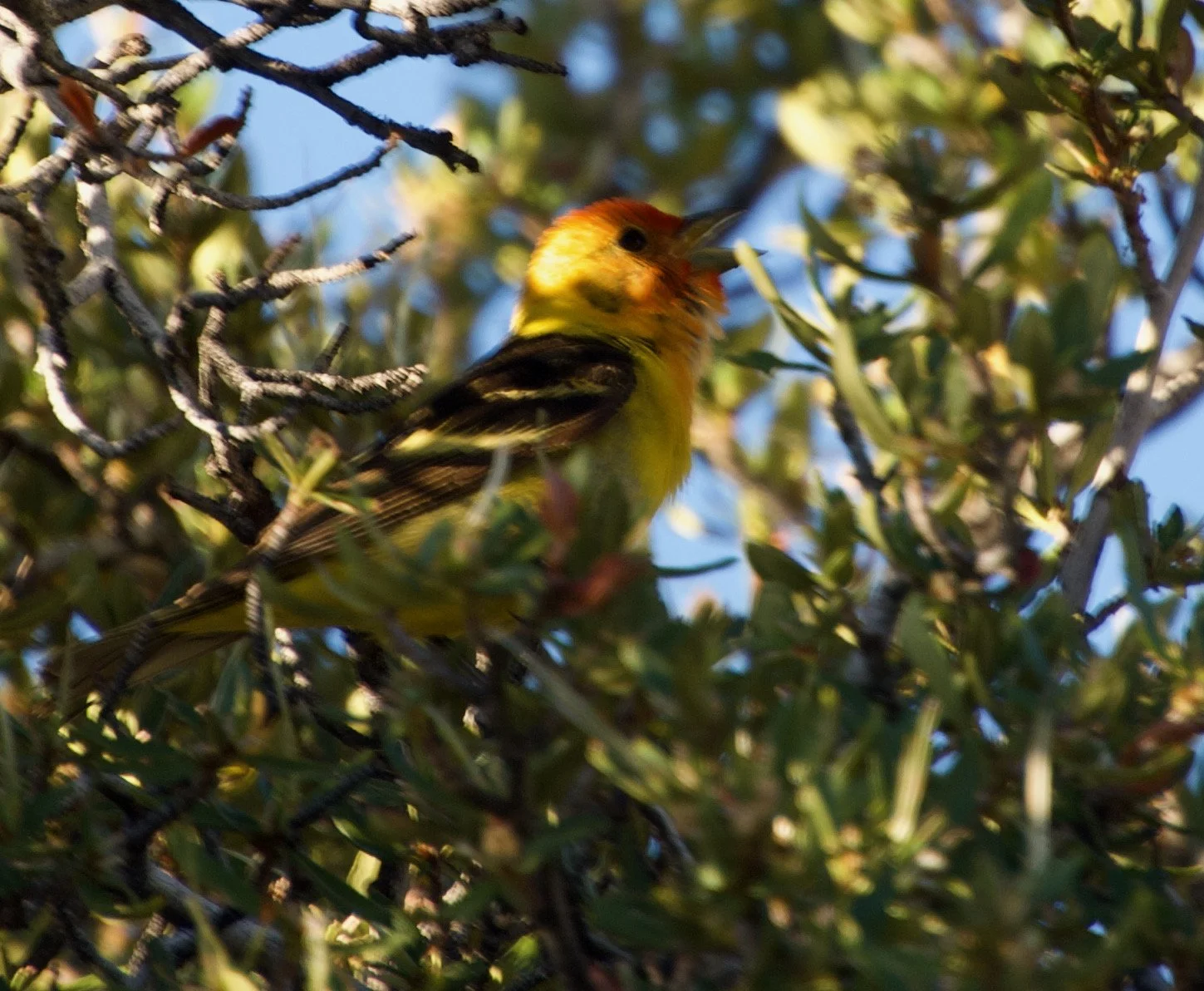 WETA_HT3_SchellCreeks_20210613 - 3.jpeg