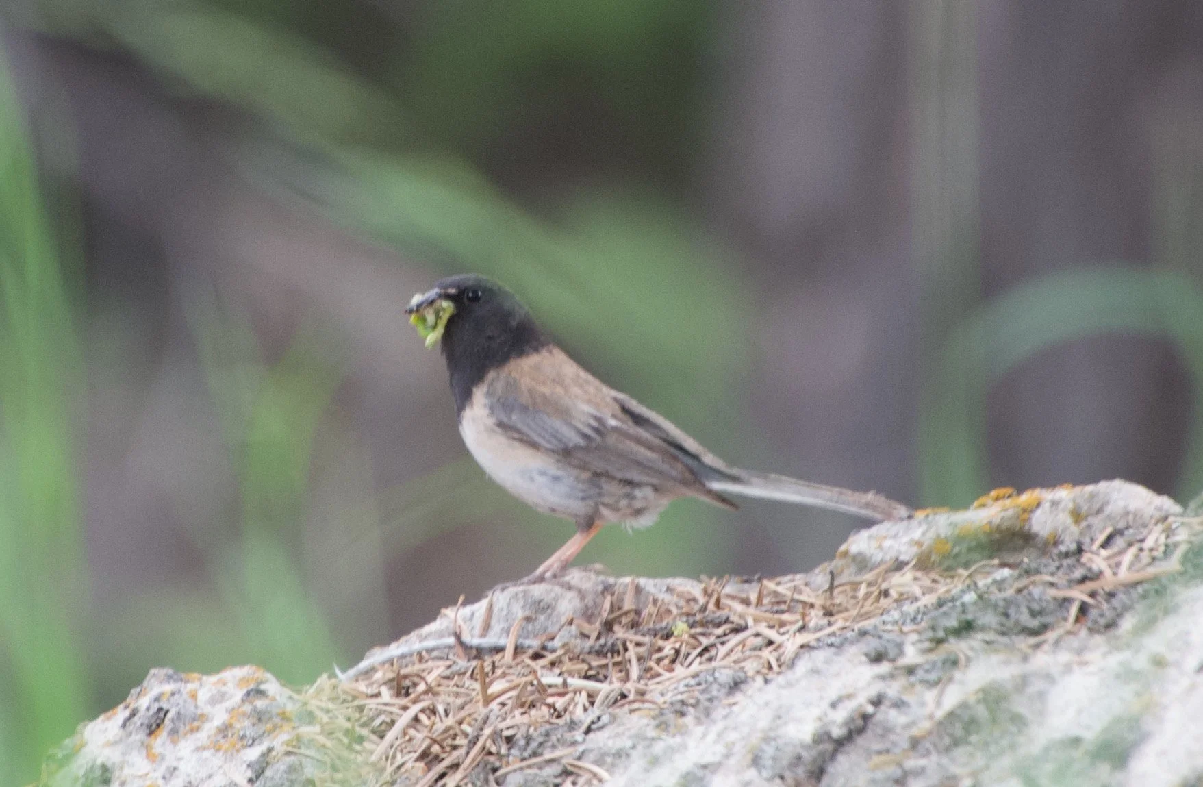 DEJU_Warners_20210624 - 1.jpeg