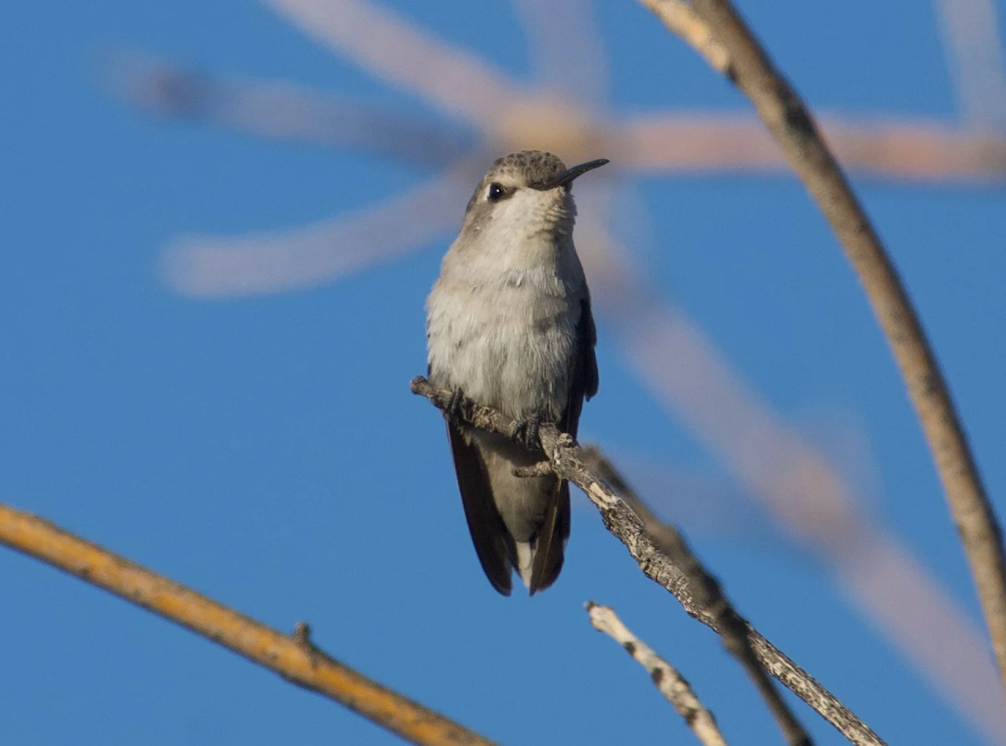 COHU_LVWash_20210628 - 1.jpeg