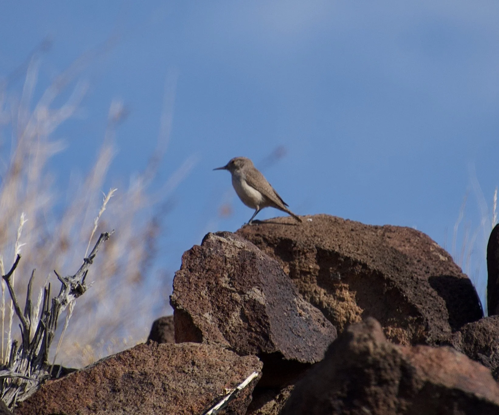 ROWR_AZP13_20210401 - 2.jpeg