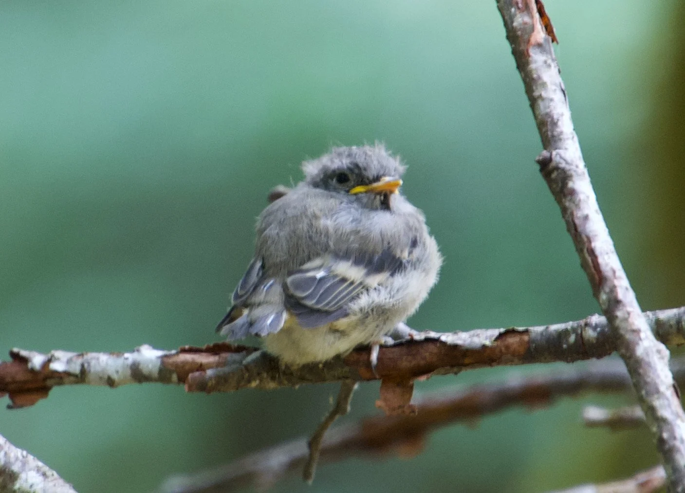 HAFL_OlympicNP_20210806 - 2.jpeg