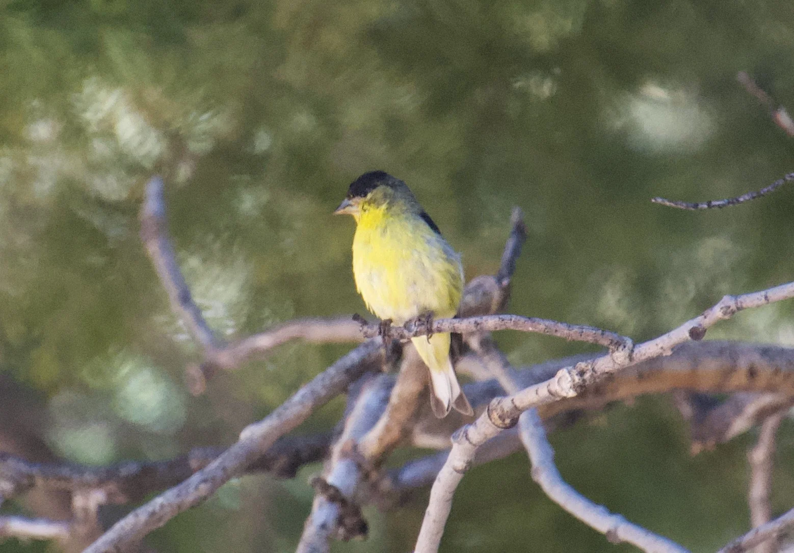 LEGO_CarsonRange_20210707 - 2.jpeg