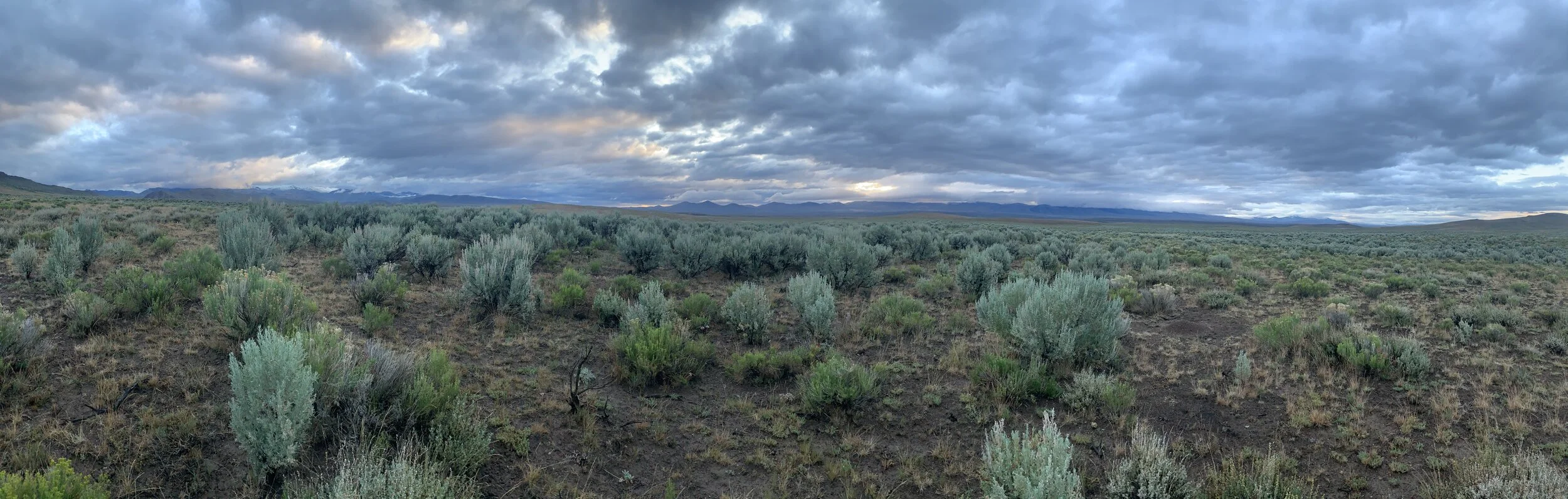 Sagebrush panorama.JPG