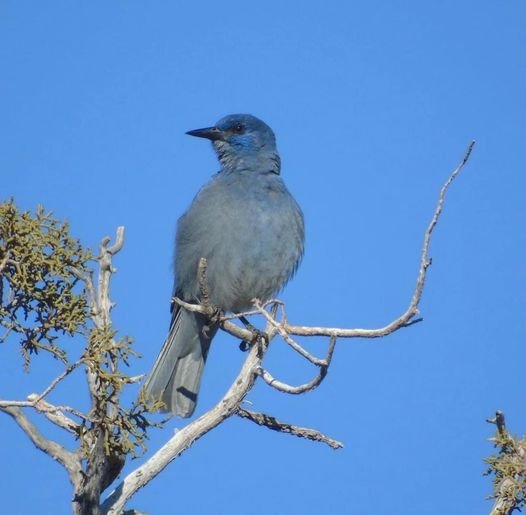 Pinyon Jay photographed in Arizona by Carrie Voss