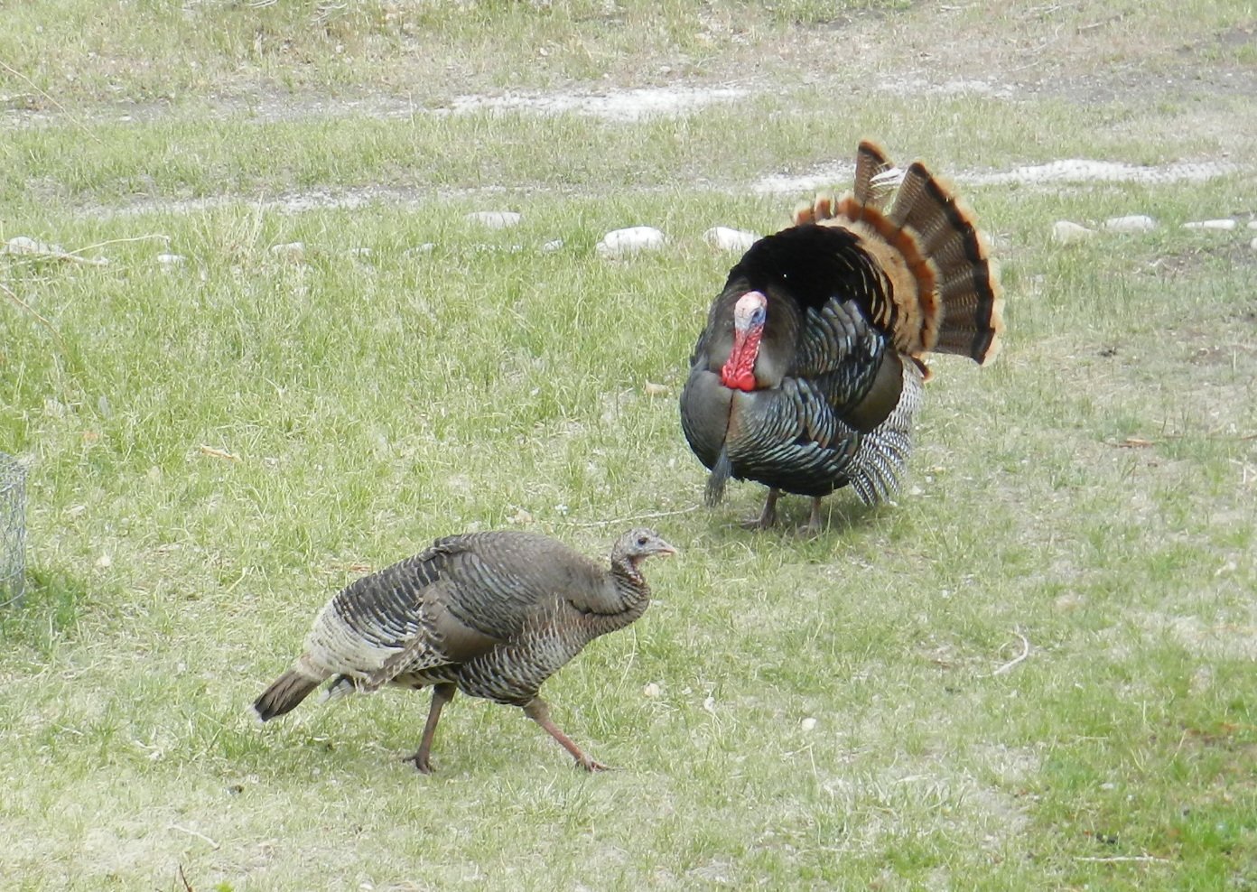 Wild Turkeys are using the Yurt as a Lek! Photo Credit: Team Raven Haven