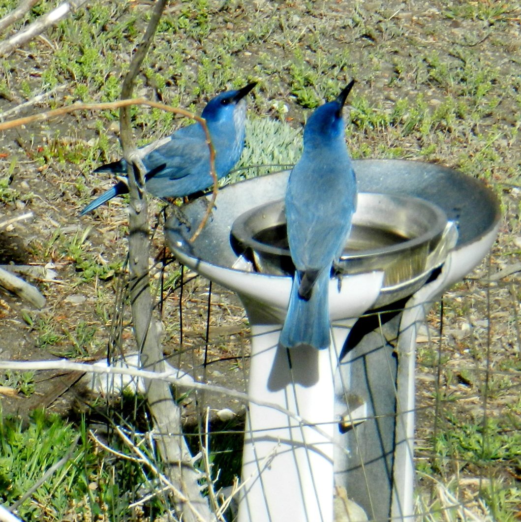 Pinyon Jays in the yard. Photo Credit: Team Raven Haven