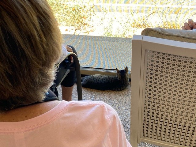 Wouldn't be a catio sit without a cat! Photo Credit: Nancy Chang (Loathsome Doves)