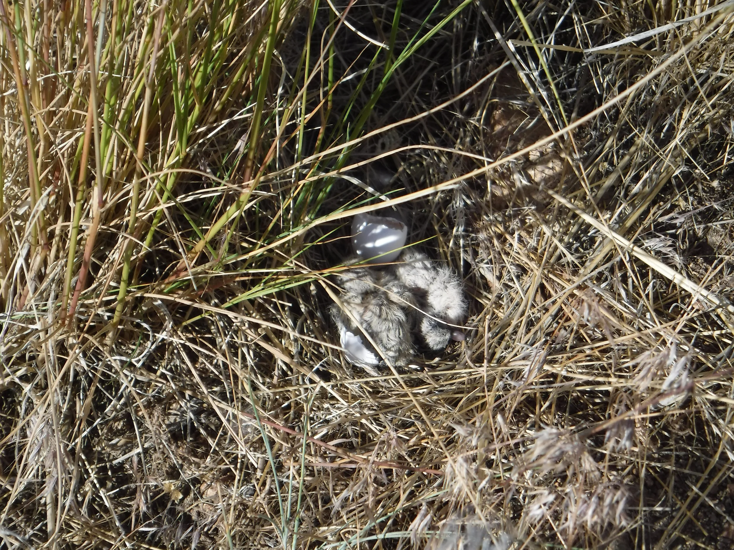 PJ-EastComo 4,S.Bruner,20160625MODOchicks.JPG