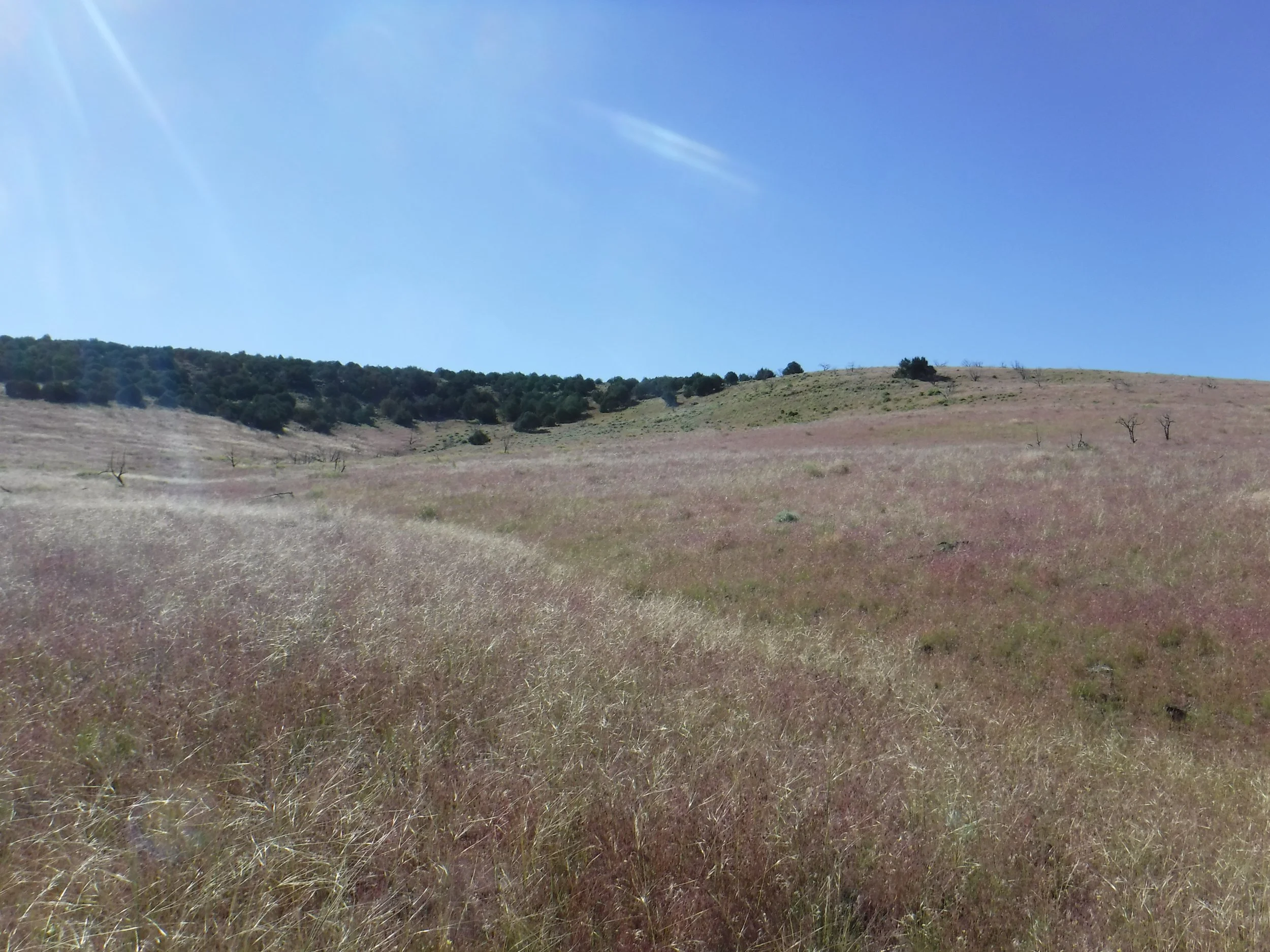 SG-2019Henderson Control#1b,EGaylord,20190623.JPG