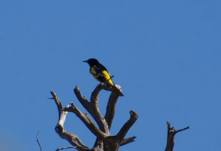 SCOR_NV33HT1_20210428 - 4.jpeg