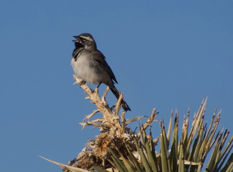 BTSP_ThrasherCluster49_20210504 - 2.jpeg