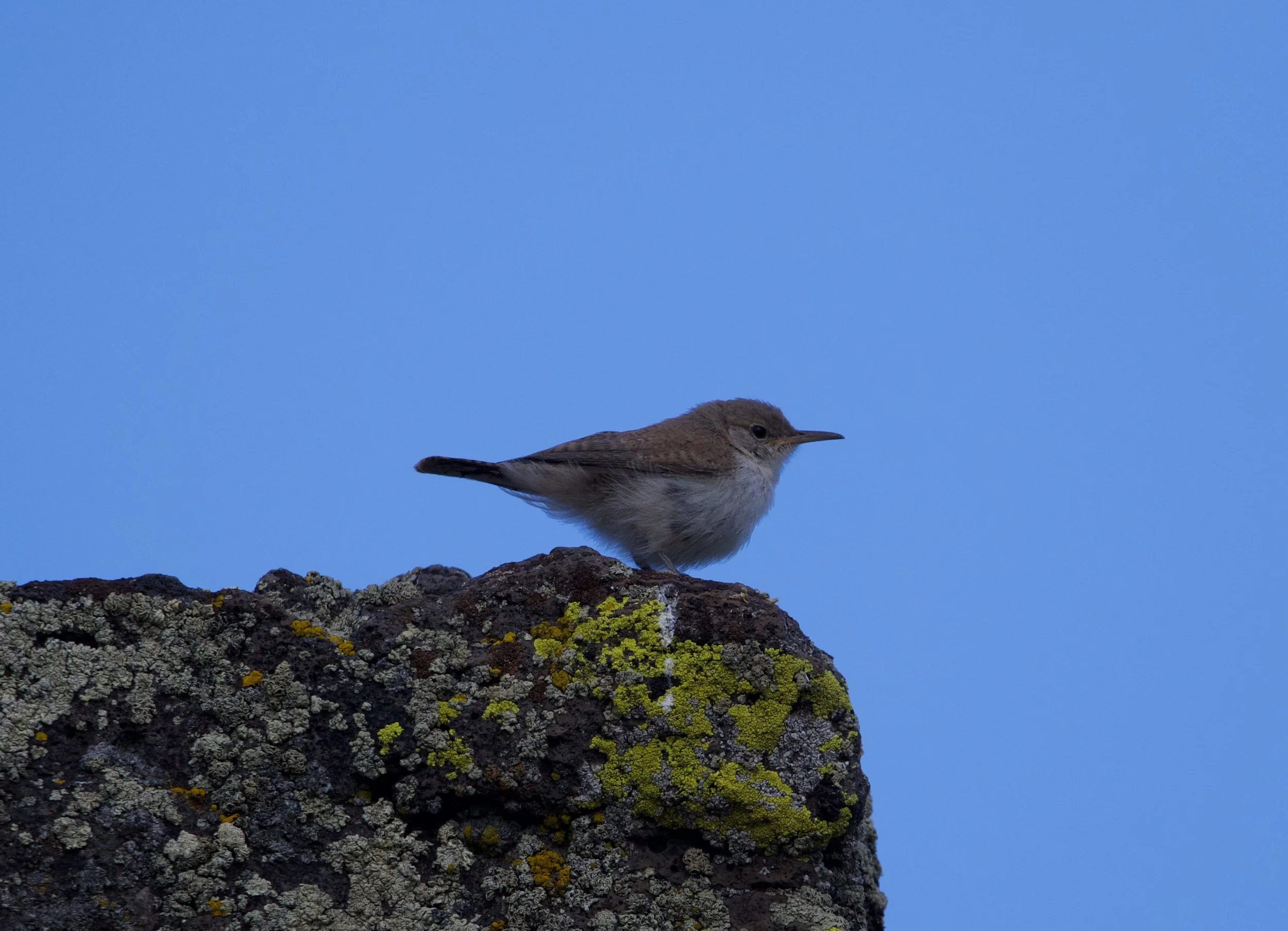 ROWR_20230729_CatnipReservoir,Sheldon NWR-1.jpg