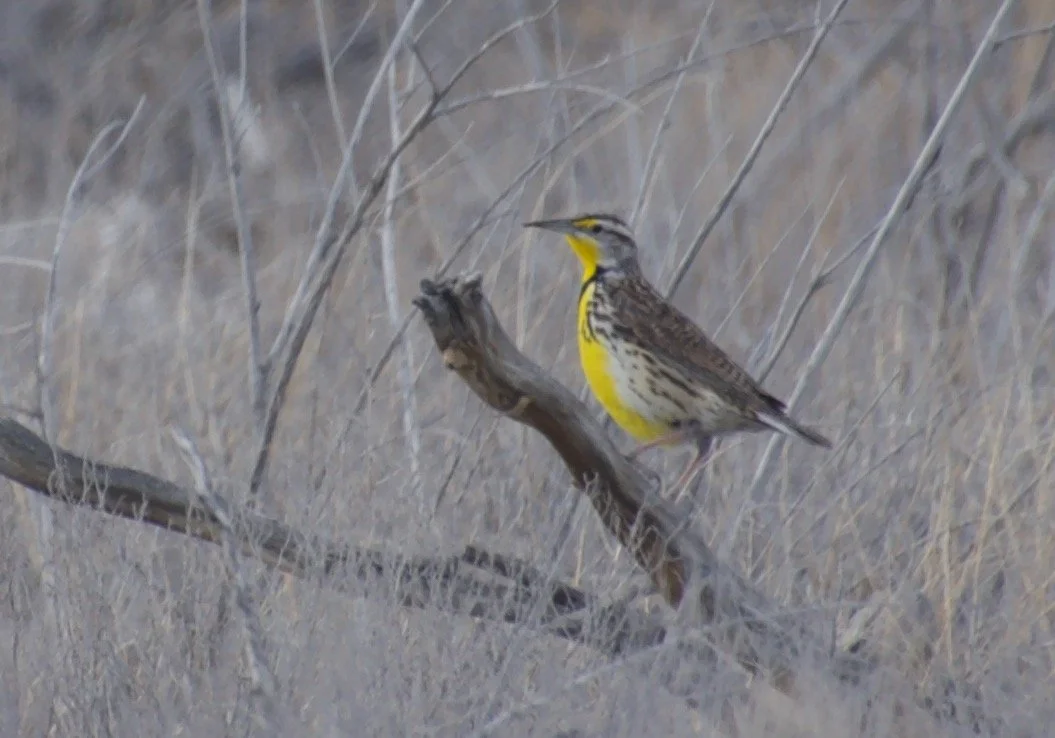 WEME_HumboldtSink_20220220 - 1.jpeg