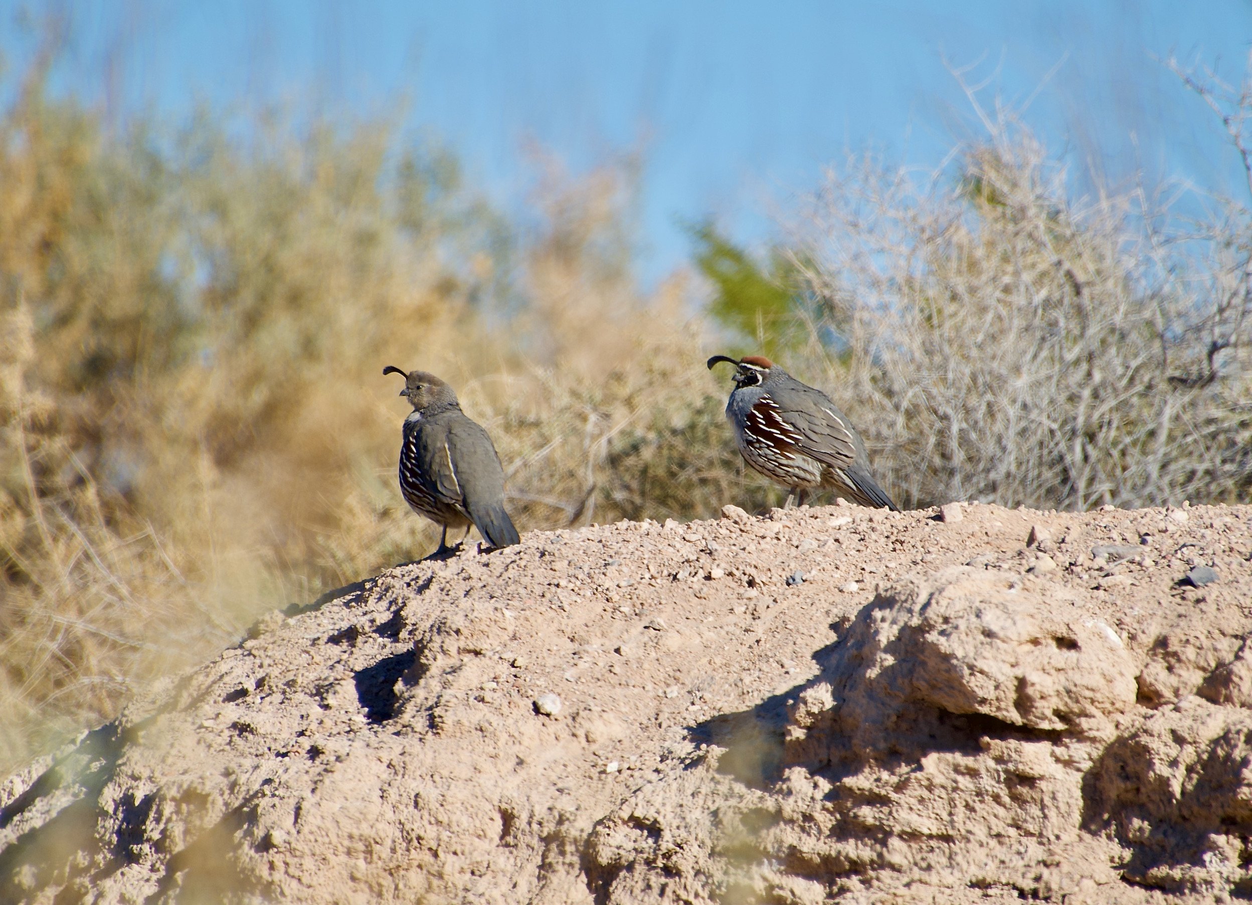 GAQU_LVWash_20210301 - 1.jpeg