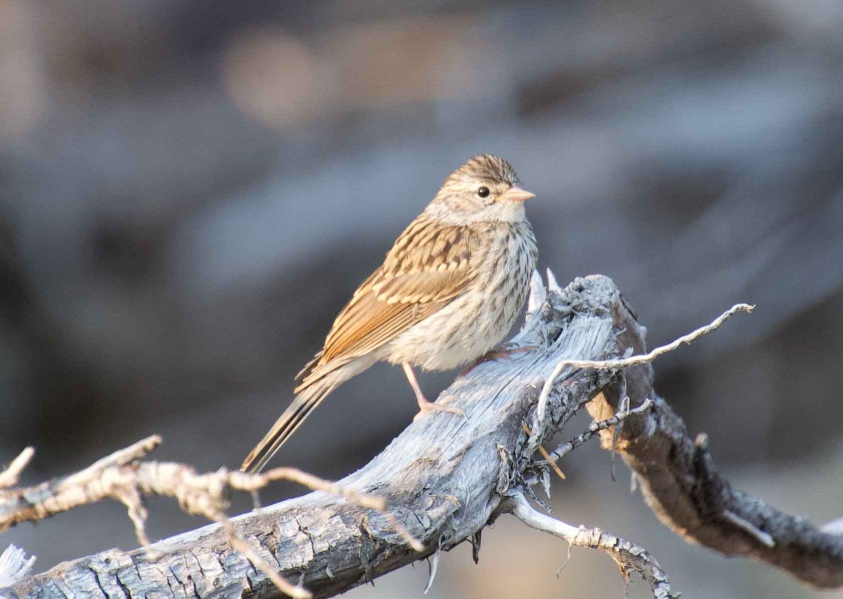 Chipping Sparrow/ Photo: N. Bohman