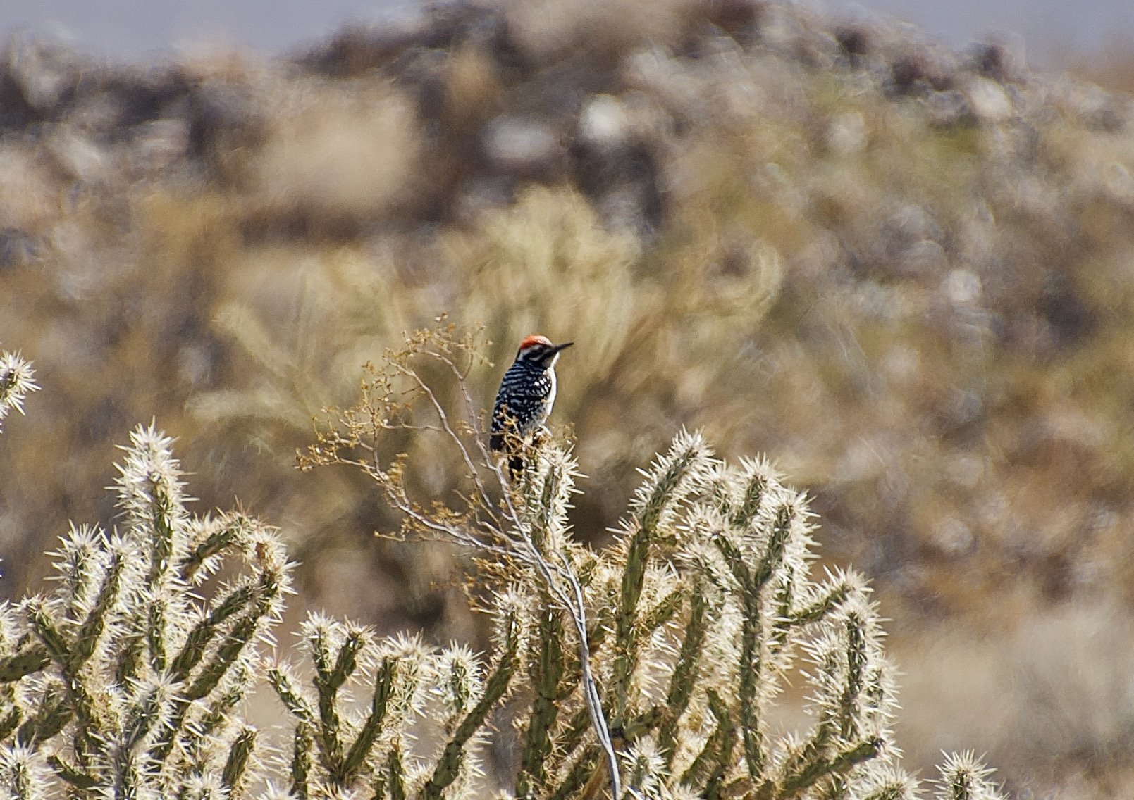 Ladder-backed Woodpecker/ Photo: N. Bohman