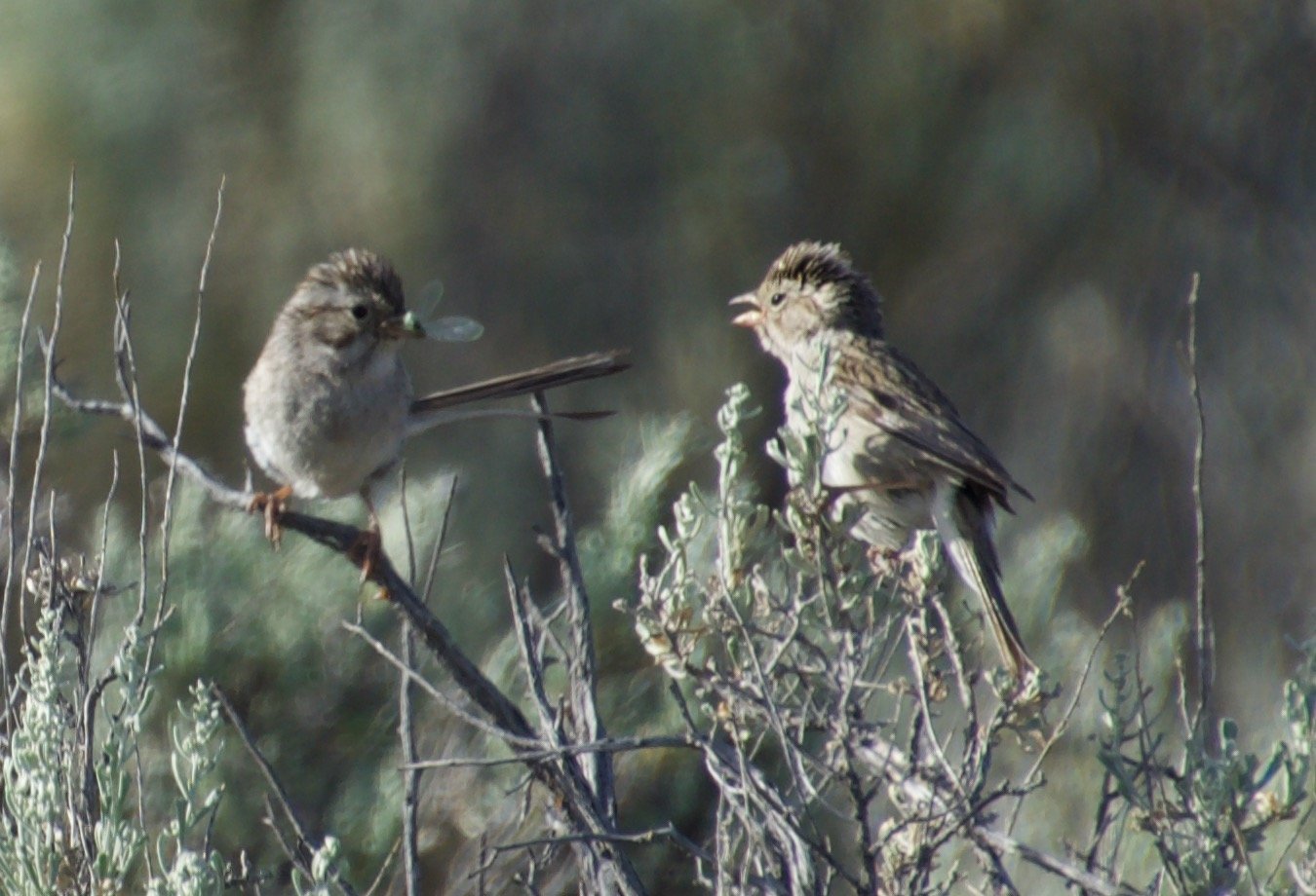 Brewer's Sparrows/ Photo: Ned Bohman