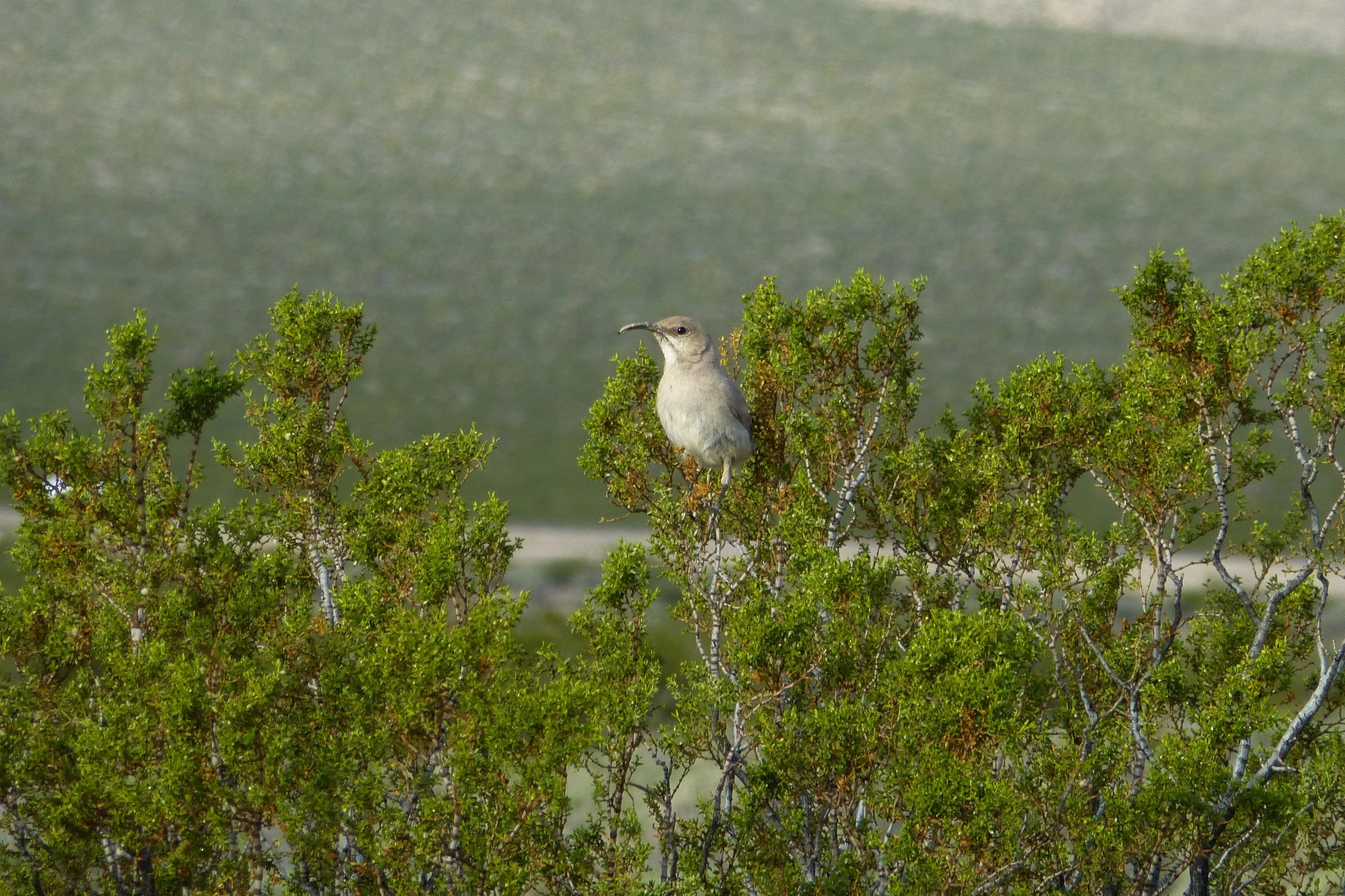 LeConte's Thrasher