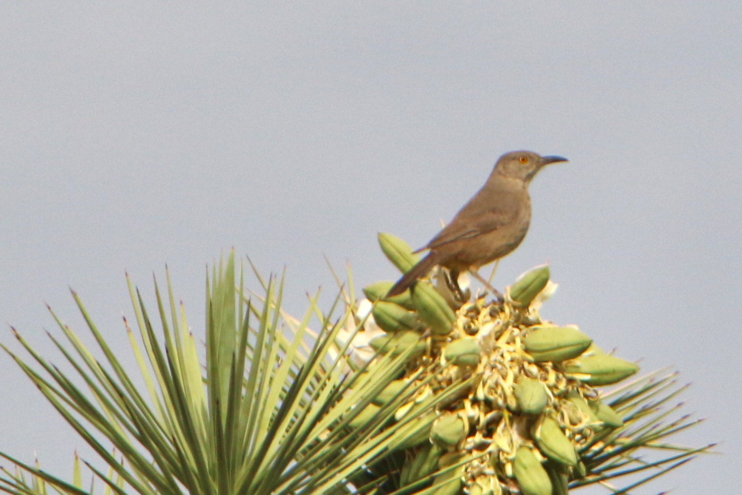 Bendire's Thrasher