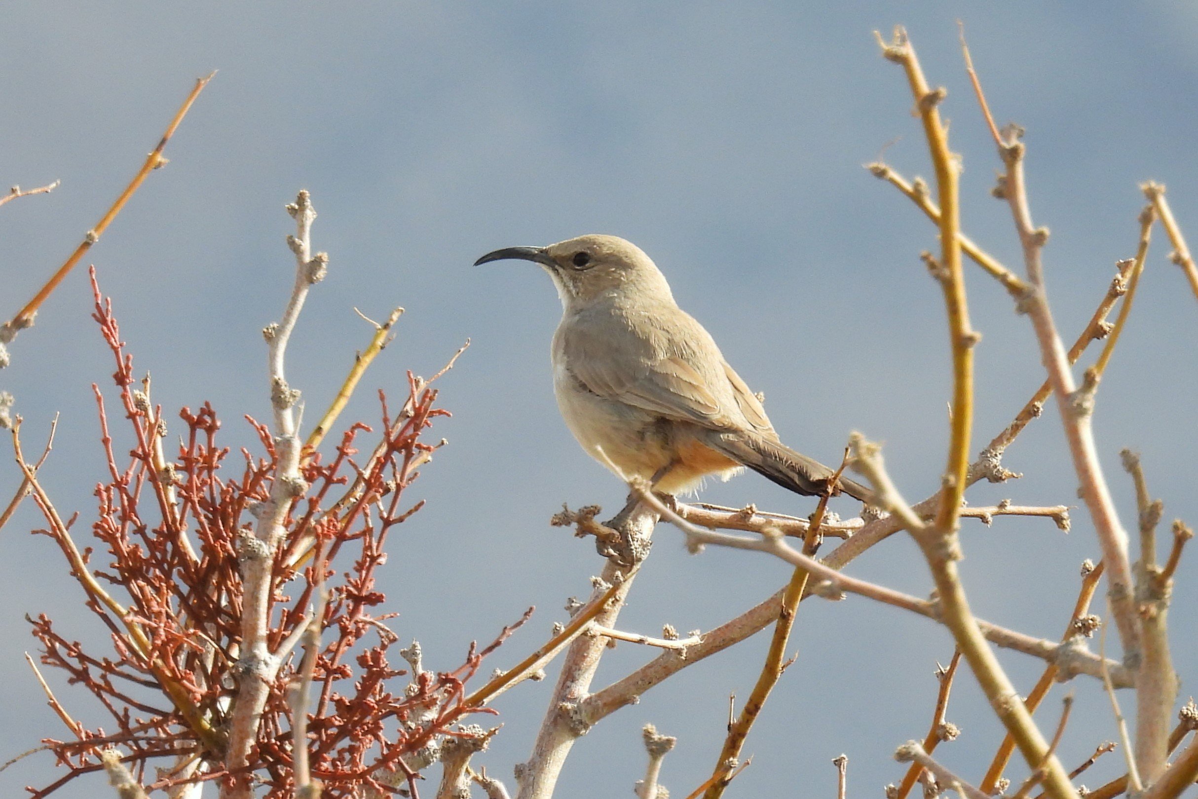 Desert Thrasher Monitoring