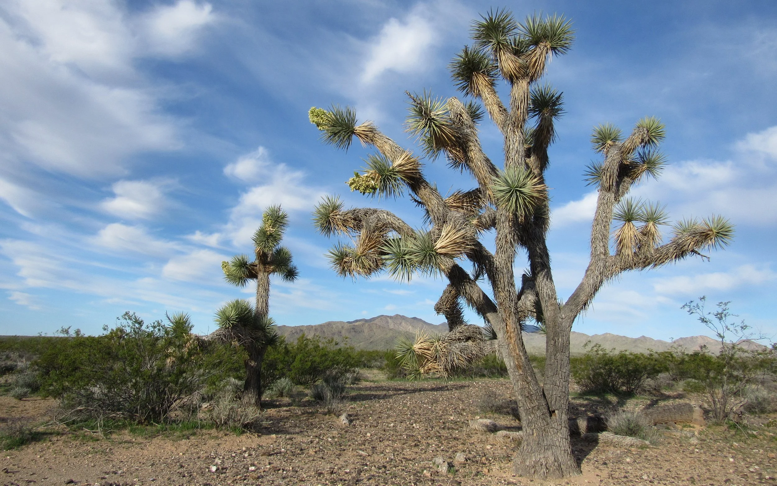 Joshua trees by Rob Klotz.JPG