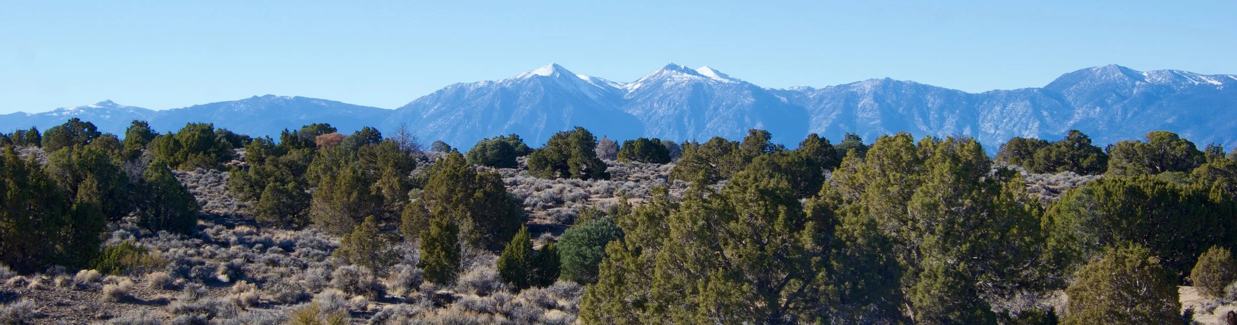 PineNuts_20211204 - 1.jpeg