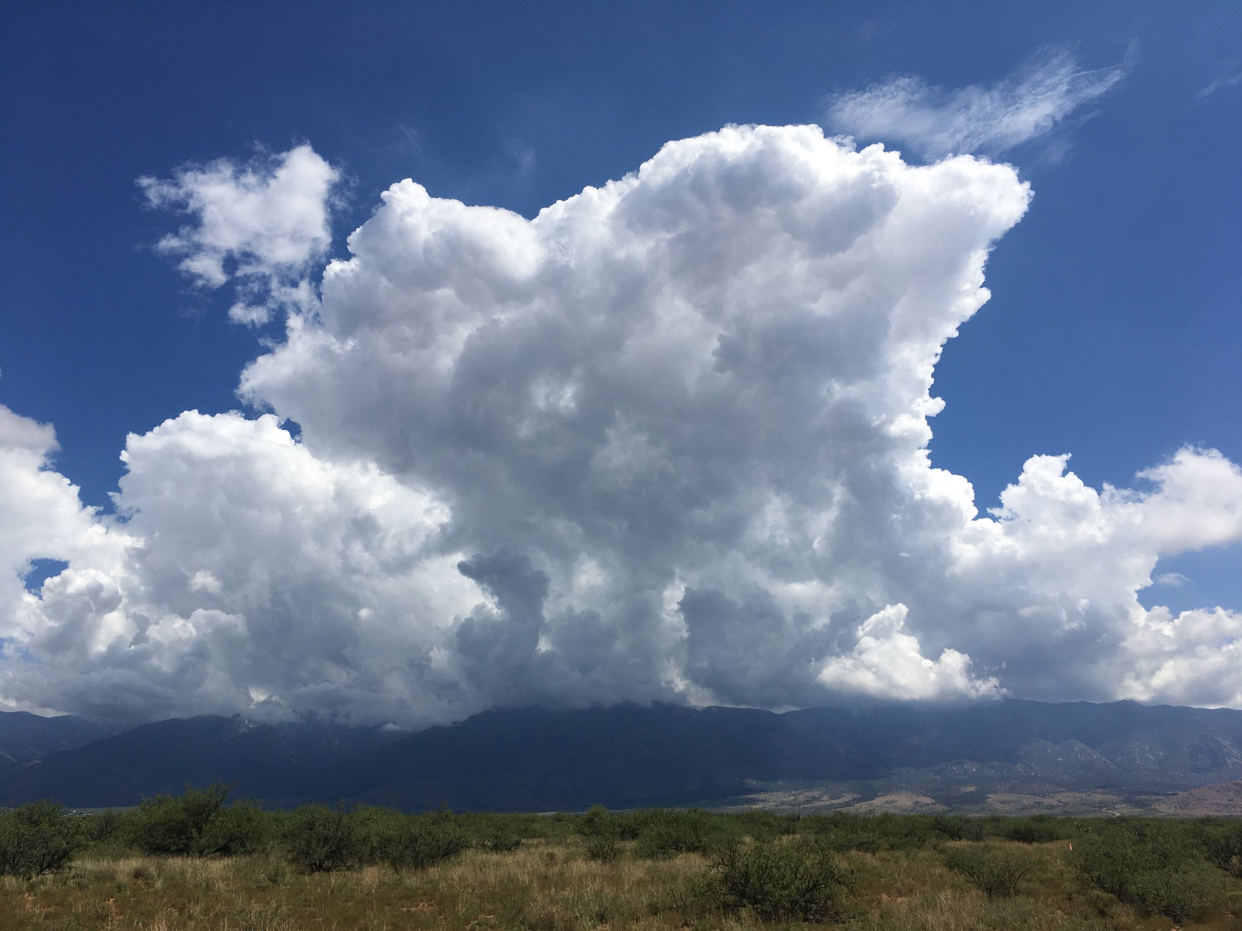 Arizona Bird Monitoring