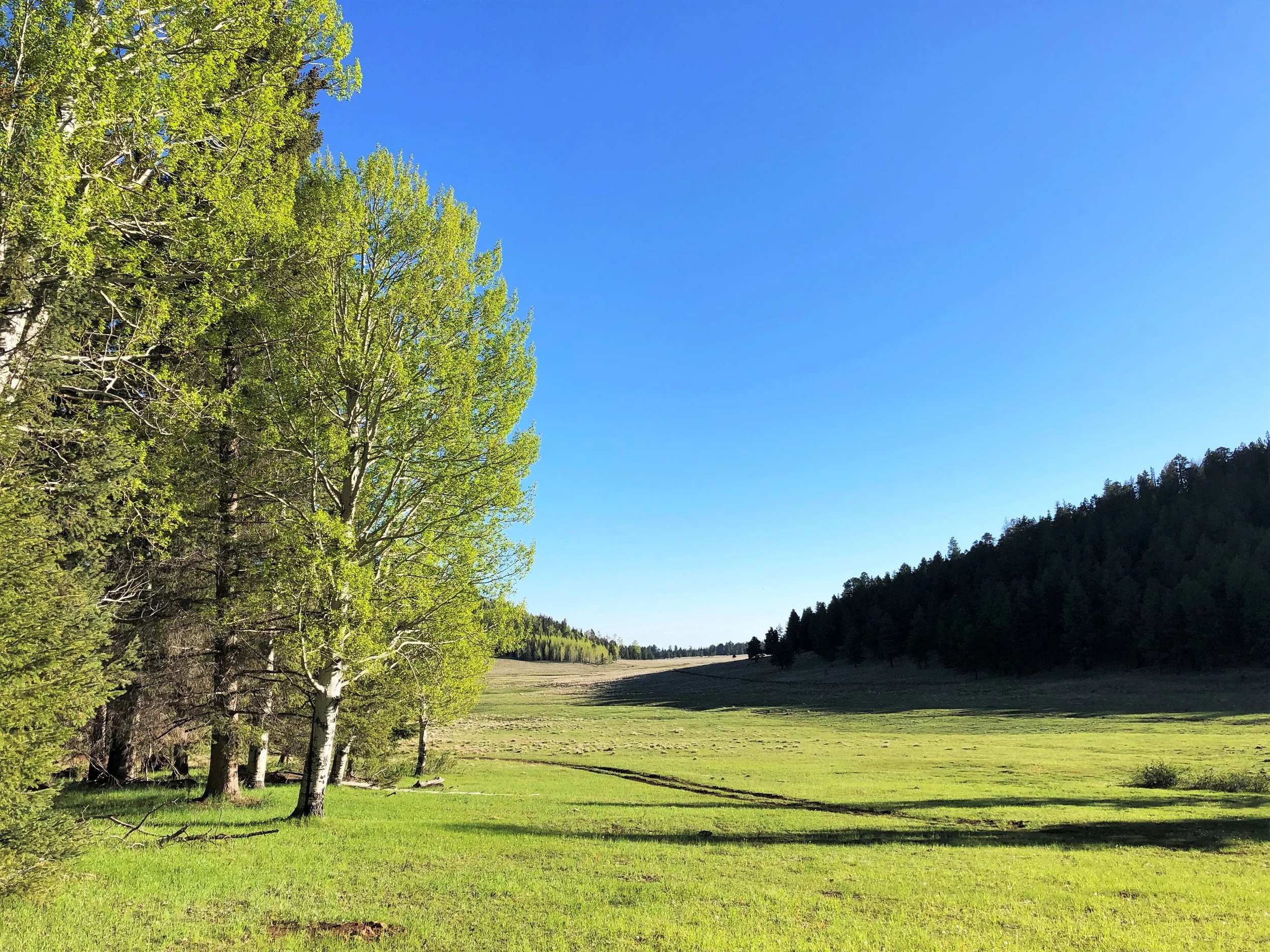 High elevation ecotone of mixed coniferous woodland and grassland