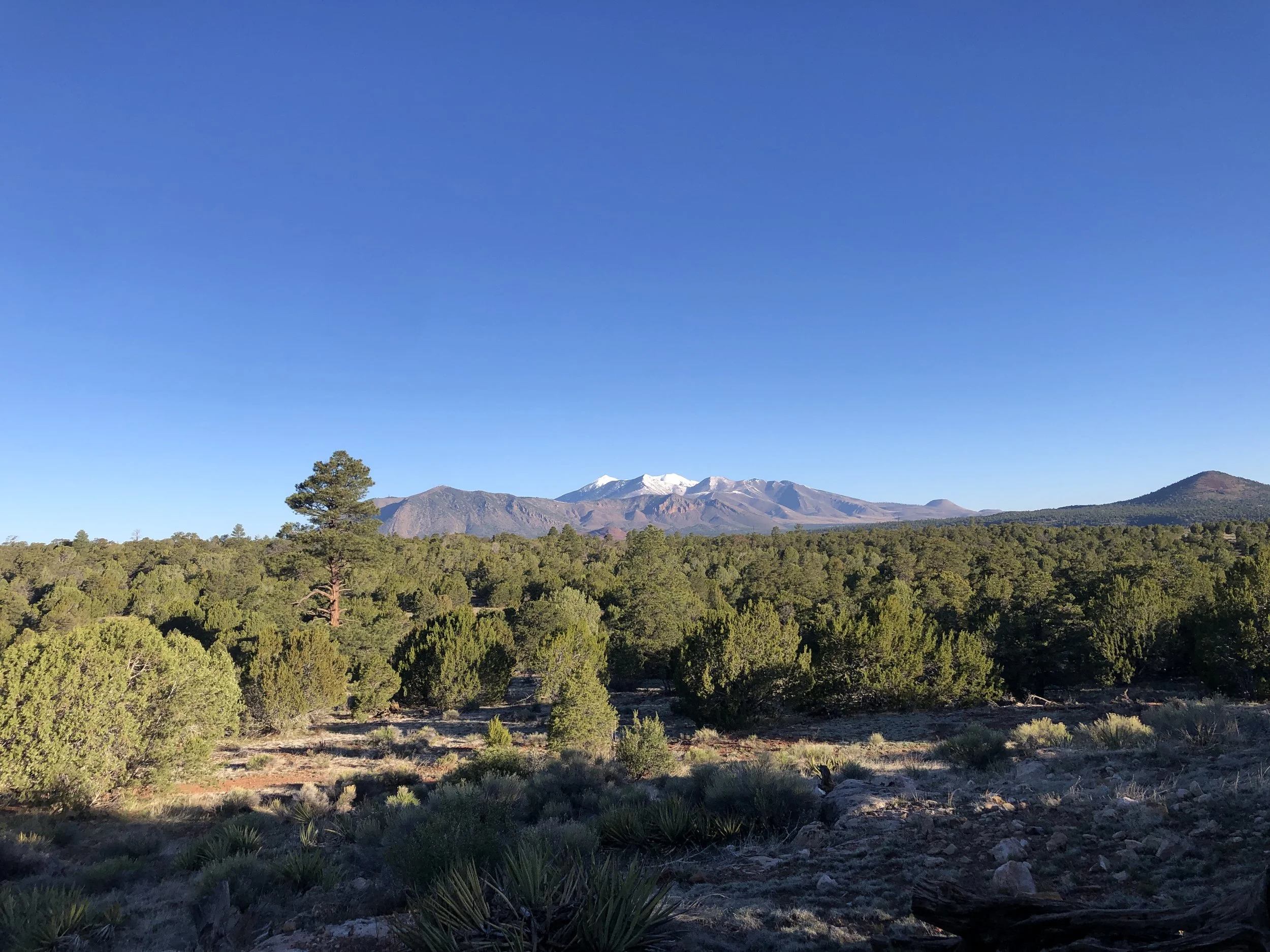 Pinyon-juniper woodland