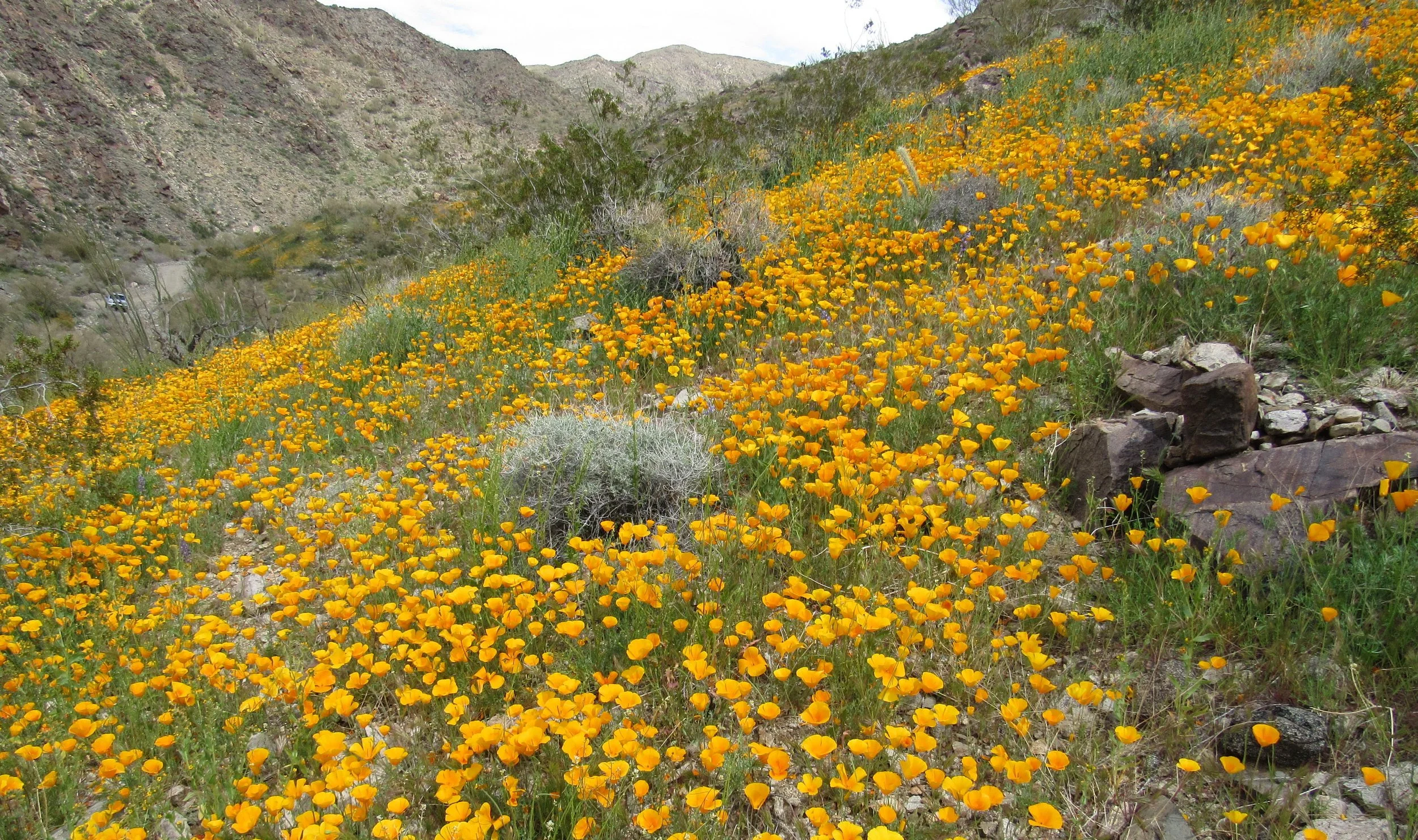 Poppies