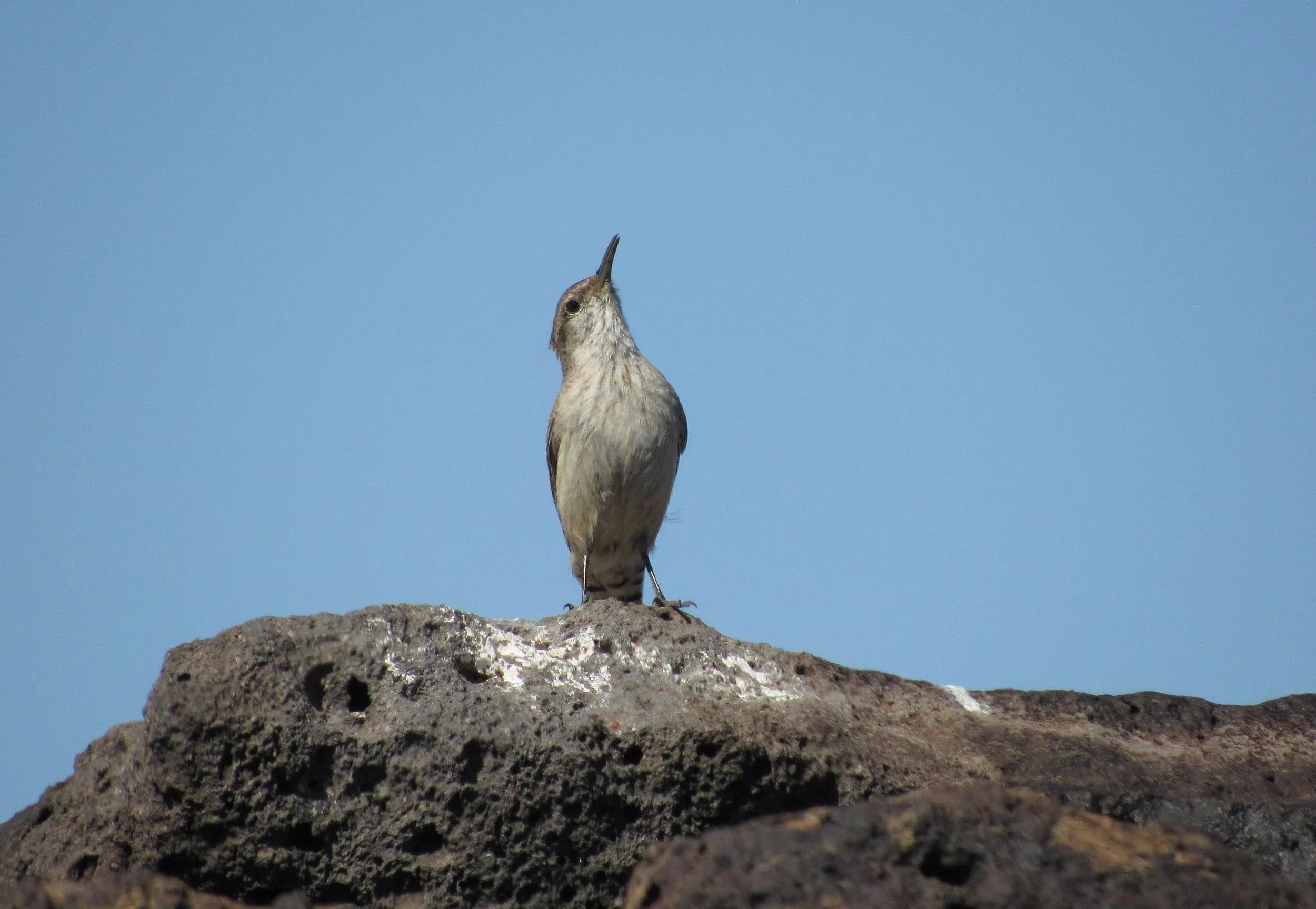 Rock Wren
