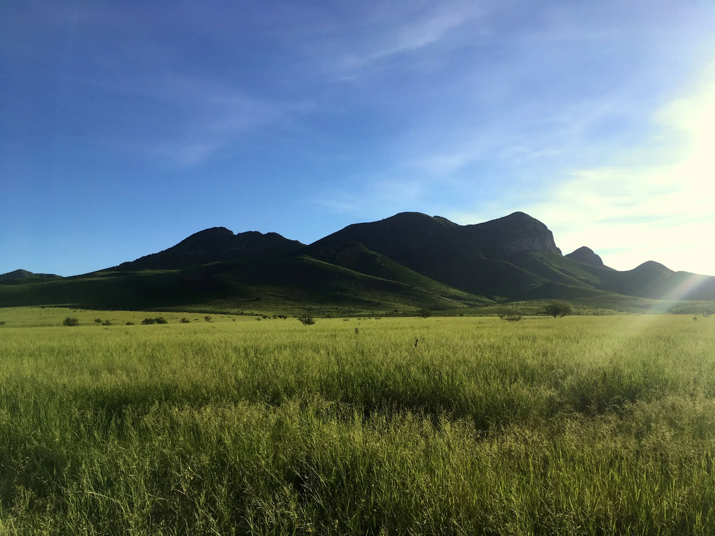 Southeast Arizona grassland