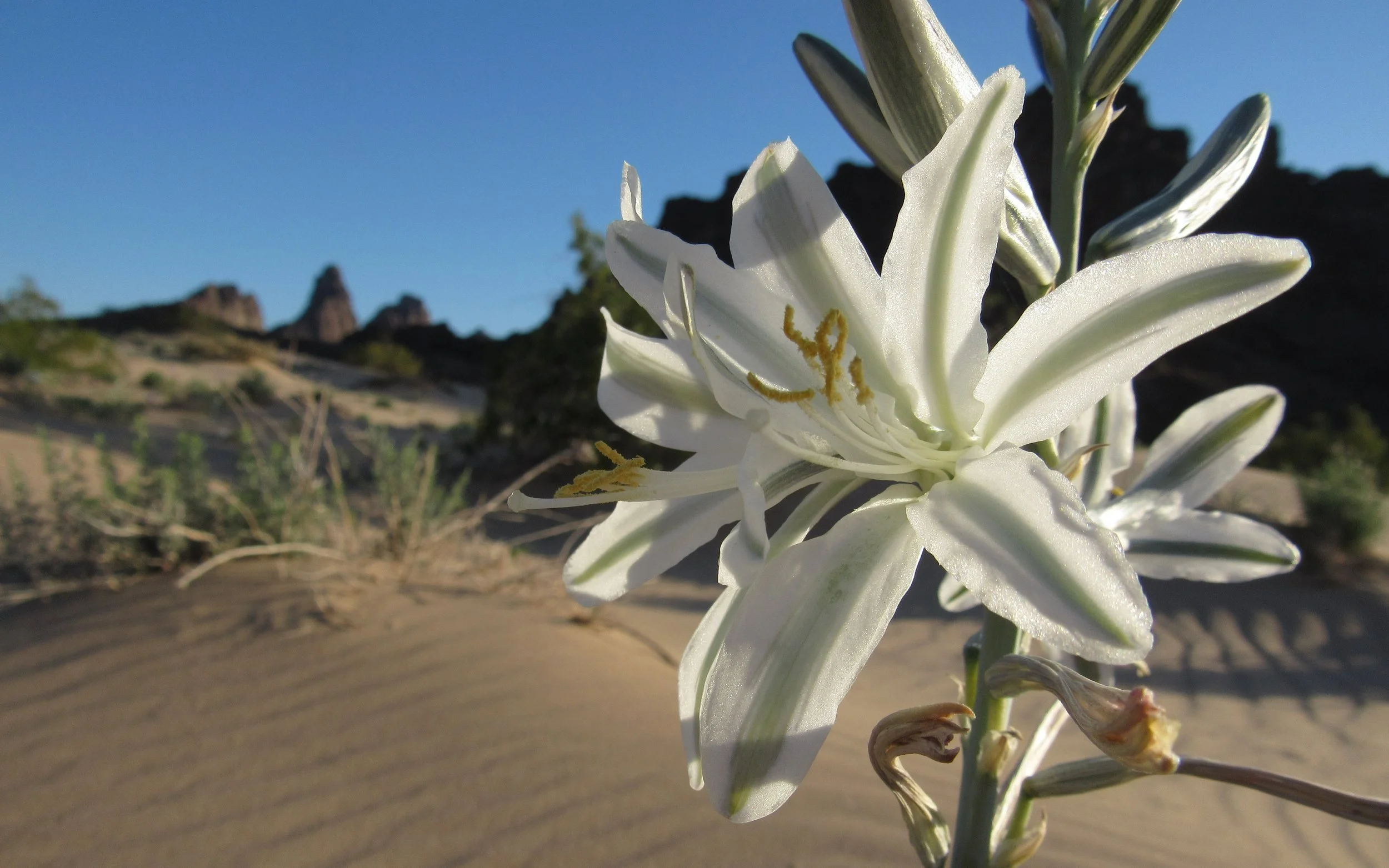 Desert Lily