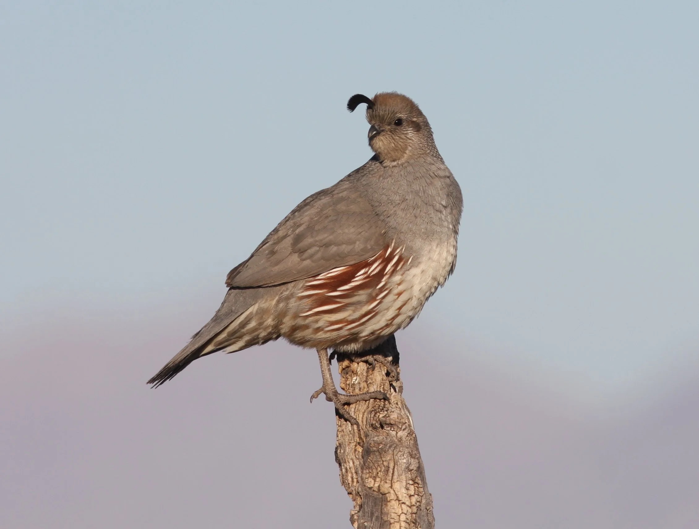 Gambel's Quail