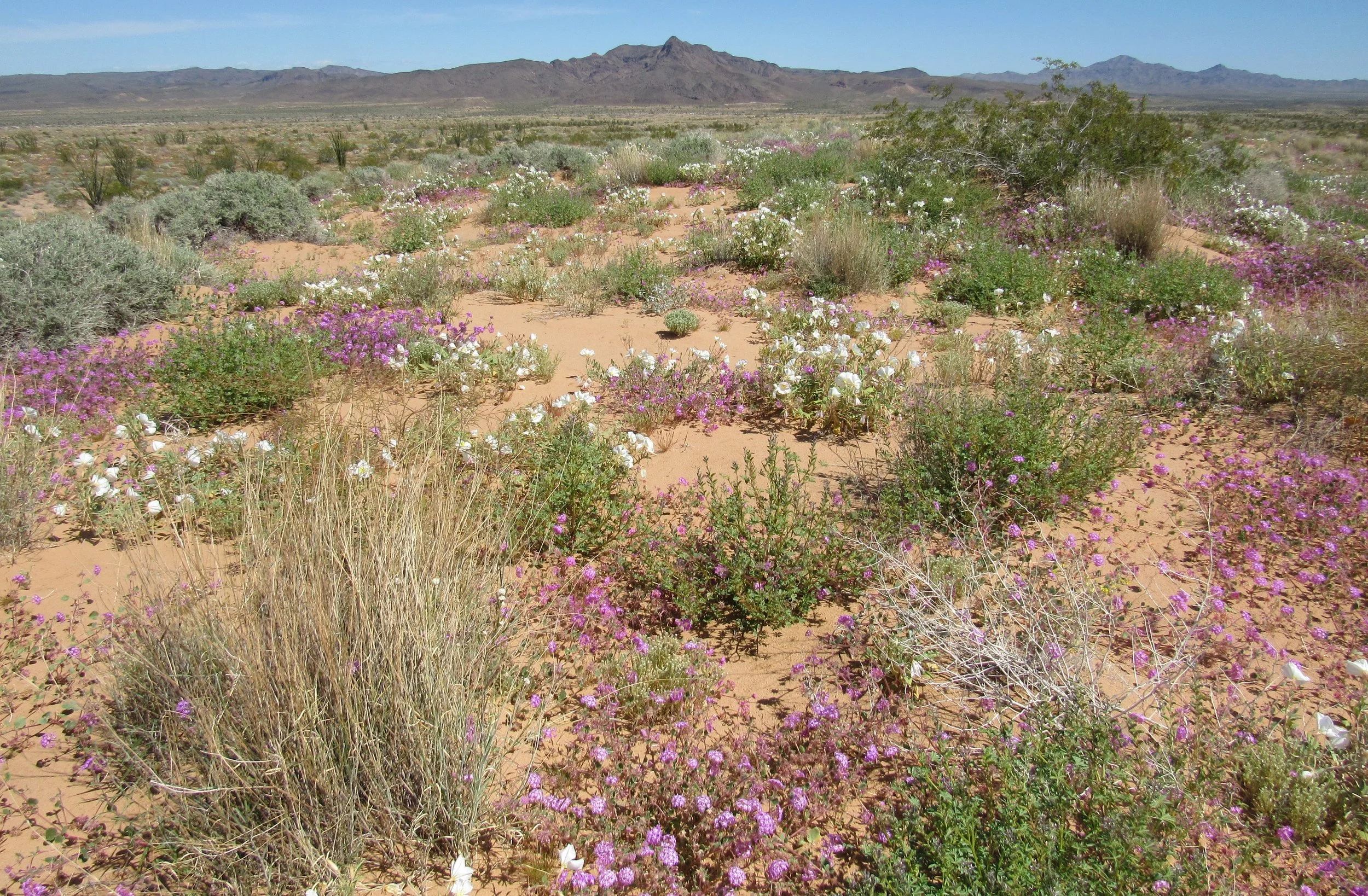 Dune flowers