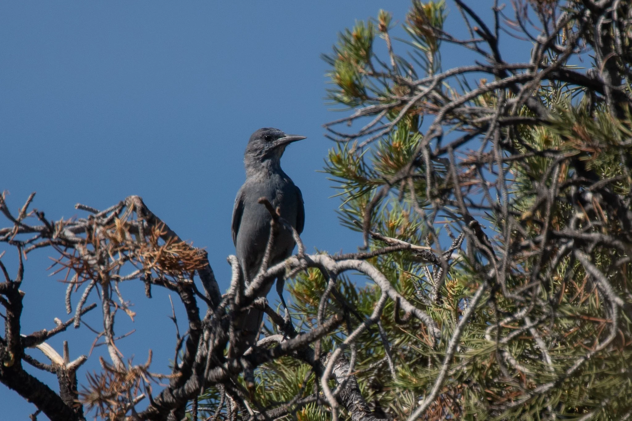 Pinyon Jay sentinel
