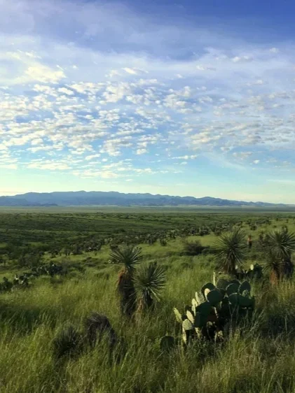 Arizona Bird Monitoring