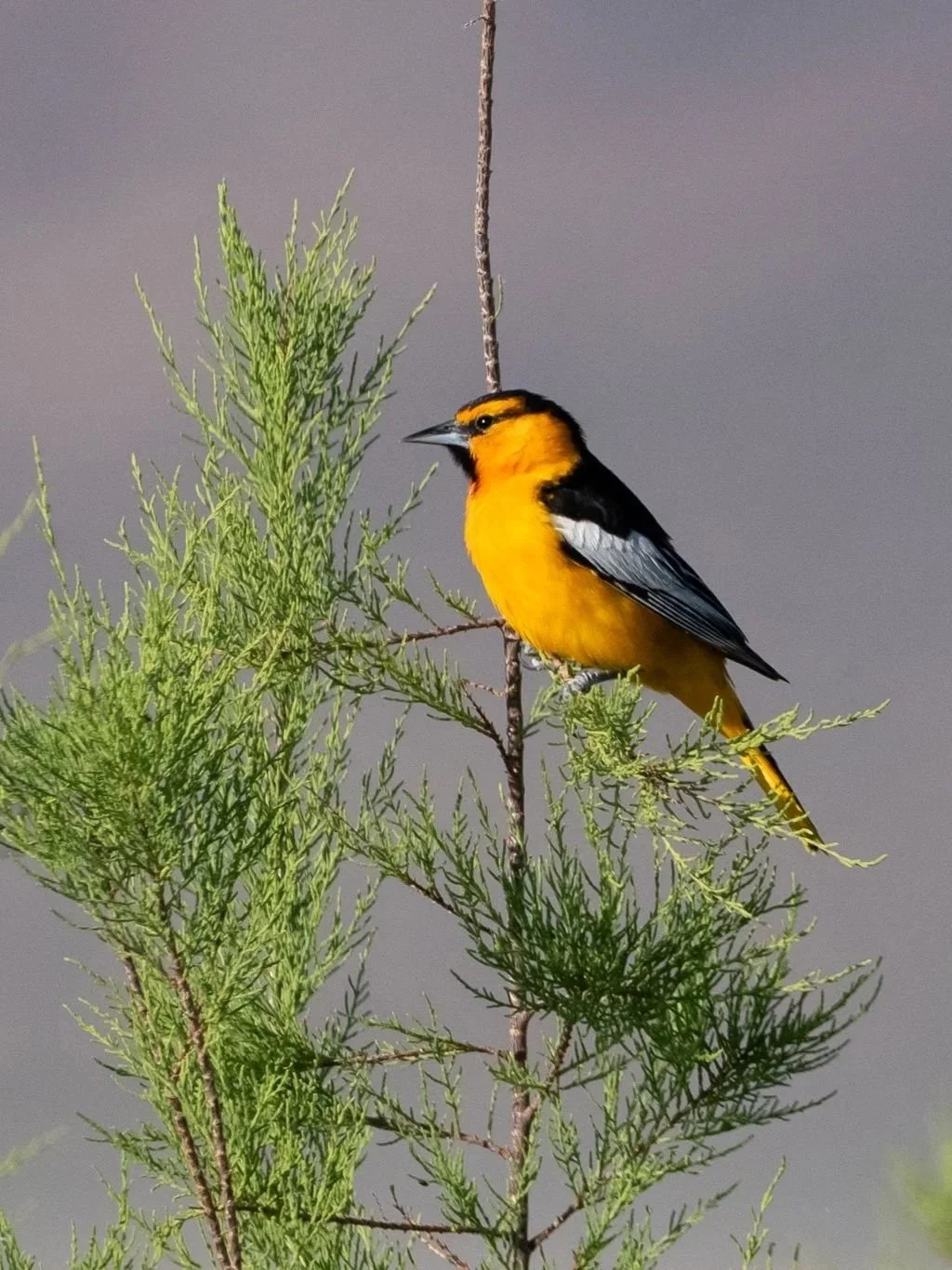 Nevada Bird Count