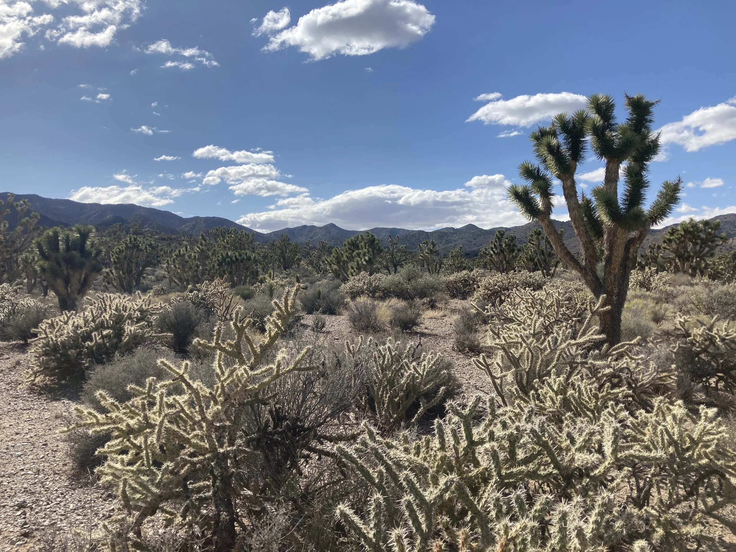 Cholla at Avi Kwa Ame by Dawn Fletcher