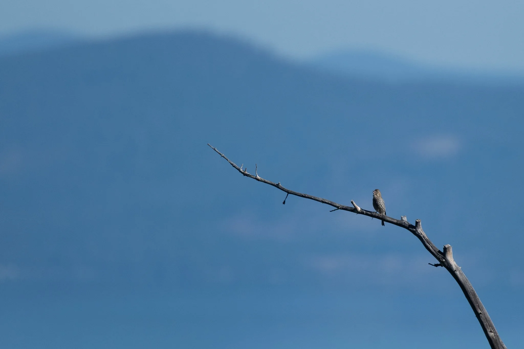 CAFI_20250627_Tahoe Rim Trail Spooner South, NV.jpg