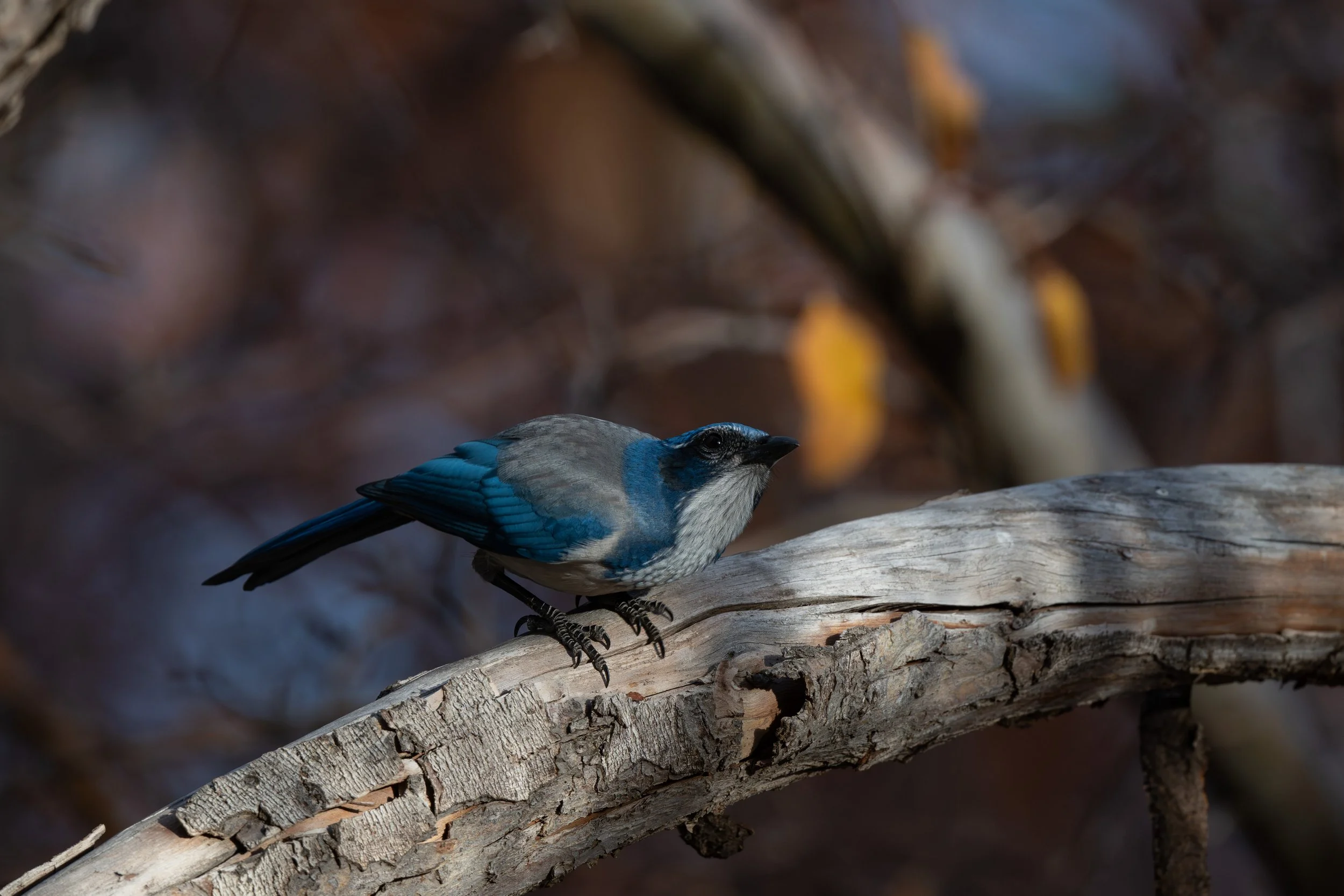CASJ_20251104_Idlewild Park, Reno, NV.jpg