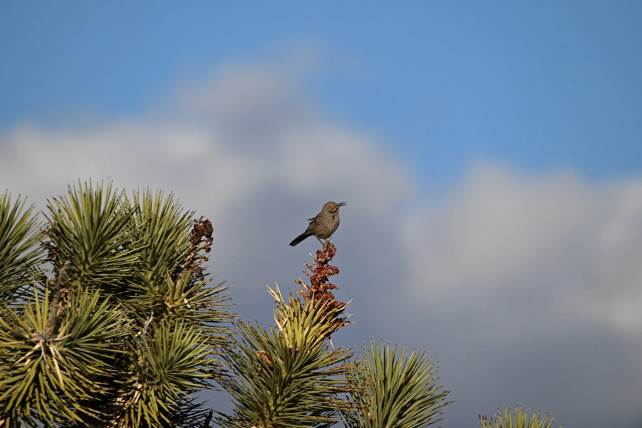 CBTH_20250427_Mystery Ranch, Searchlight, NV-2.jpg